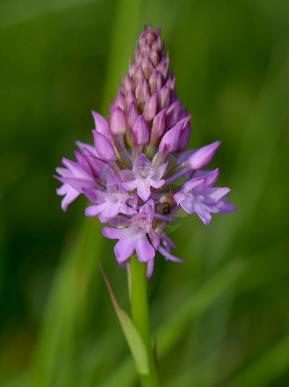 Anacamptis pyramidalis - Orchidaceae,Plantae,Pteridobiotina,Angiosperms,Asparagales,Orchidaceae,Anacamptis,Anacamptis pyramidalis,Aceras pyramidale, Aceras pyramidalis var. brachystachys, Anacamptis pyramidalis subsp. brachystachys, Anacamptis pyramidalis var. albiflora, Anacamptis pyramidalis var. brachystachys, Orchis pyramidalis,Pyramiden-Knabenkraut;Pyramidenorchis;Hundswurz;Pyramiden-Spitzorchis;Kammständel;Gewöhnliche Spitzorchis;Spitzorchis;Tanay-Spitzorchis;pyramidal orchid;Orchis pyramidal;Orchis pyramidal de Tanay;anacamptis de Tanaye;anacamptis en pyramide;orquidea piramidal;orquídea piramidal;orquídea piramidale;Orchide;orchidea pyramidale;orchide piramidale;hondskruid;pyramide orchis;orquidia-piramidal;orquídia-piramidal;orquídea-piramidal;satirião-menor;анакамптис пирамидальный;sivri salep;anakampta piramidale;anakamptë;barretet;flor caputxina;crvena vratiželja;salepsrot;horndrager;koślaczek stożkowaty;piramidasti pilovec;vitézvirág;rudohlávek jehlancovitý;bujor;červenohlav ihlanovitý;анакамптис пірамідальний;обикновен анакамптис;püramiidjas koerakäpp;ben-sachlav tzenfi;בֶּן=סַחְלָב צְרִיפִי;orkida piramidali