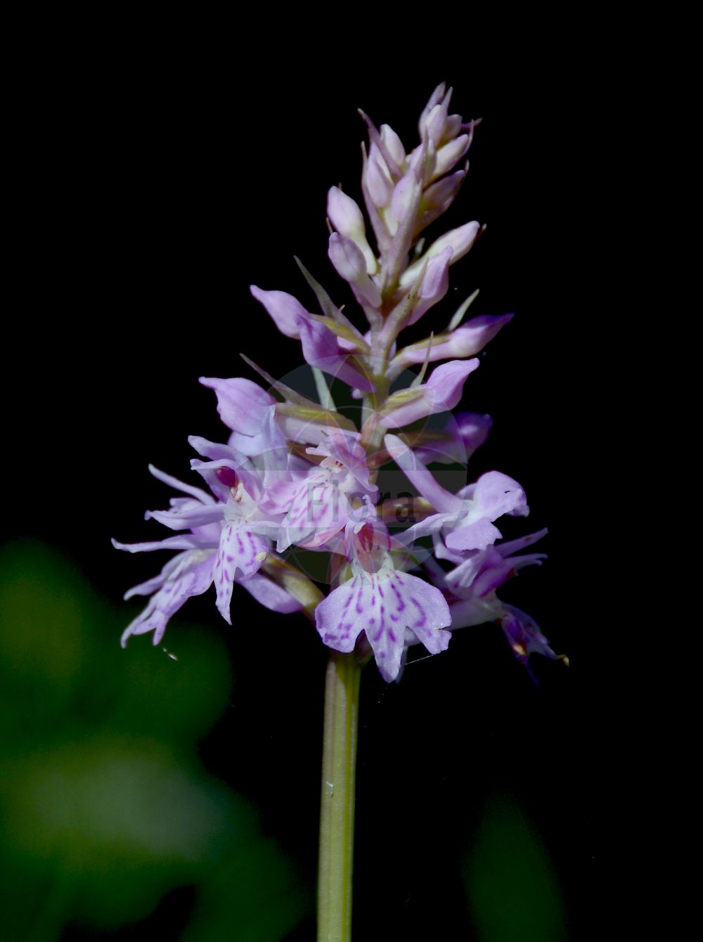 Dactylorhiza maculata subsp. fuchsii - Orchidaceae,Plantae,Pteridobiotina,Angiosperms,Asparagales,Orchidaceae,Dactylorhiza,Dactylorhiza maculata,Dactylorhiza maculata subsp. fuchsii,Dactylanthera chevallieriana subsp. somersetensis, Dactylanthera somersetensis, Dactylorchis fuchsii, Dactylorchis fuchsii subsp. sooana, Dactylorhiza andoeyana, Dactylorhiza fuchsii, Dactylorhiza fuchsii f. alpina, Dactylorhiza fuchsii f. andoeyana, Dactylorhiza fuchsii f. meyeri, Dactylorhiza fuchsii f. rhodochila, Dactylorhiza fuchsii subsp. fuchsii, Dactylorhiza fuchsii subsp. hebridensis, Dactylorhiza fuchsii subsp. okellyi, Dactylorhiza fuchsii subsp. psychrophila, Dactylorhiza fuchsii subsp. punicea, Dactylorhiza fuchsii subsp. sooana, Dactylorhiza fuchsii var. alpina, Dactylorhiza fuchsii var. brachystachys, Dactylorhiza fuchsii var. cornubiensis, Dactylorhiza fuchsii var. hebridensis, Dactylorhiza fuchsii var. longibracteata, Dactylorhiza fuchsii var. magnocalcarata, Dactylorhiza fuchsii var. meyeri, Dactylorhiza fuchsii var. okellyi, Dactylorhiza fuchsii var. psychrophila, Dactylorhiza fuchsii var. psychrophila, Dactylorhiza fuchsii var. rhodochila, Dactylorhiza fuchsii var. sooana, Dactylorhiza fuchsii var. tatrensis, Dactylorhiza fuchsii var. trilobata, Dactylorhiza hebridensis, Dactylorhiza longebracteata, Dactylorhiza maculata subsp. hebridensis, Dactylorhiza maculata subsp. meyeri, Dactylorhiza maculata subsp. okellyi, Dactylorhiza maculata var. psychrophila, Dactylorhiza meyeri, Dactylorhiza okellyi, Dactylorhiza psychrophila, Orchiplatanthera somersetiensis, Orchis fuchsii, Orchis fuchsii f. lancefolia, Orchis fuchsii f. maxima, Orchis hebridensis, Orchis longibracteata, Orchis longibracteata, Orchis maculata f. minor, Orchis maculata f. paluster, Orchis maculata f. recurvifolia, Orchis maculata f. trilobata, Orchis maculata subsp. meyeri, Orchis maculata var. brachystachys, Orchis maculata var. cornubiensis, Orchis maculata var. curvifolia, Orchis maculata var. elongata, Orchis maculata var. meyeri, Orchis maculata var. okellyi, Orchis maculata var. psychrophila, Orchis maculata var. slandzinskii, Orchis maculata var. submontana, Orchis maculata var. triloba, Orchis maculata var. trilobata, Orchis mascula var. triloba, Orchis okellyi, Rhizanthera somersetensis,Eigentliches Fuchs' Knabenkraut;Fuchs' Gefleckte Fingerwurz;Gewöhnliches Fuchs' Knabenkraut;Fuchs'sche Fingerwurz;Fuchs Knabenkraut;Fuchs' Knabenkraut;Fuchs' Kuckucksblume;Kälteliebendes Fuchs' Knabenkraut;Karpaten-Knabenkraut;common spotted-orchid;Orchis de Fuchs;orchis tacheté des bois;bosorchis;пальчатокоренник гебридский;пальчатокоренник Фукса;Fuchsov kaćun;skogsnycklar;skov-gøgeurt;kukułka Fuchsa;stoplamek Fuchsa;storczyk Fuchsa;fuchsova prstasta kukavica;erdei ujjaskosbor;prstnatec Fuchsův;vstavačovec Fuchsov pravý;пальчатокорінник фукса;vööthuul-sõrmkäpp;Fuksa dzegužpirkstīte;skogmarihand;kalkkimaariankämmekkä;aukštoji gegūnė;zǐ bān zhǎng liè lán;紫斑掌裂兰