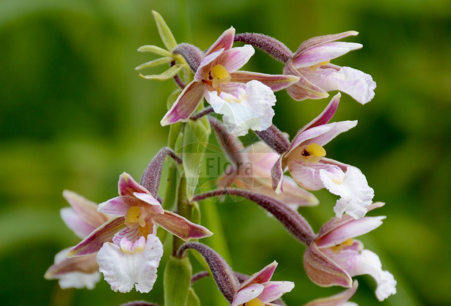 Epipactis palustris - Orchidaceae,Plantae,Pteridobiotina,Angiosperms,Asparagales,Orchidaceae,Epipactis,Epipactis palustris,Amesia palustris, Arthrochilium palustre, Calliphyllon palustre, Cymbidium palustre, Epipactis palustris f. albiflora, Epipactis palustris f. ampla, Epipactis palustris f. elongata, Epipactis palustris f. ericetorum, Epipactis palustris f. gracilis, Epipactis palustris f. longibracteata, Epipactis palustris f. macrostachya, Epipactis palustris f. ochroleuca, Epipactis palustris f. pumila, Epipactis palustris f. purpurea, Epipactis palustris f. rectilinguis, Epipactis palustris f. robusta, Epipactis palustris f. silvatica, Epipactis palustris f. submersa, Epipactis palustris f. tricolor, Epipactis palustris lus. ochroleuca, Epipactis palustris lus. tricolor, Epipactis palustris lus. violacea, Epipactis palustris subsp. salina, Epipactis palustris var. albiflora, Epipactis palustris var. albiflora, Epipactis palustris var. elatior, Epipactis palustris var. ericetorum, Epipactis palustris var. ochroleuca, Epipactis palustris var. parvifolia, Epipactis palustris var. purpurea, Epipactis palustris var. robusta, Epipactis palustris var. silvatica, Epipactis salina, Helleborine palustris, Helleborine palustris, Helleborine palustris f. ampla, Helleborine palustris f. ericetorum, Helleborine palustris f. gracilis, Helleborine palustris f. longibracteata, Helleborine palustris f. parvifolia, Helleborine palustris f. rectilinguis, Helleborine palustris f. silvatica, Helleborine palustris f. submersa, Helleborine palustris lus. albiflora, Helleborine palustris lus. ochroleuca, Helleborine palustris lus. purpurea, Helleborine palustris lus. tricolor, Helleborine palustris lus. violacea, Helleborine palustris var. ericetorum, Limodorum palustre, Serapias helleborine var. palustris, Serapias longiflora, Serapias palustris,Sumpf-Ständelwurz;Sumpf-Stendelwurz;Echte Sumpfwurz;marsh helleborine;Epipactis des marais;épipactis des marais;elléborine des marais;heleborina de las ciénagas;heleborina de los pantanos;orquídea de los pantanos;Elleborine palustre;moeras-wespenorchis;moeraswespenorchis;heleborinha-de-los-pântanos;дремлик болотный;danakıran otu;epipakt;epipactis palustre;močvarna kruščika;kärrknipprot;sump-hullæbe;kruszczyk błotny;navadna močvirnica;mocsári nőszőfű;kruštík bahenní;mlăştiniţă;kruštík močiarny;коручка болотна;блатен дремник;soo-neiuvaip;purva dzeguzene;myrflangre;suoneidonvaippa;pelkinis skiautalūpis;xīn jiāng huǒ shāo lán;新疆火烧兰