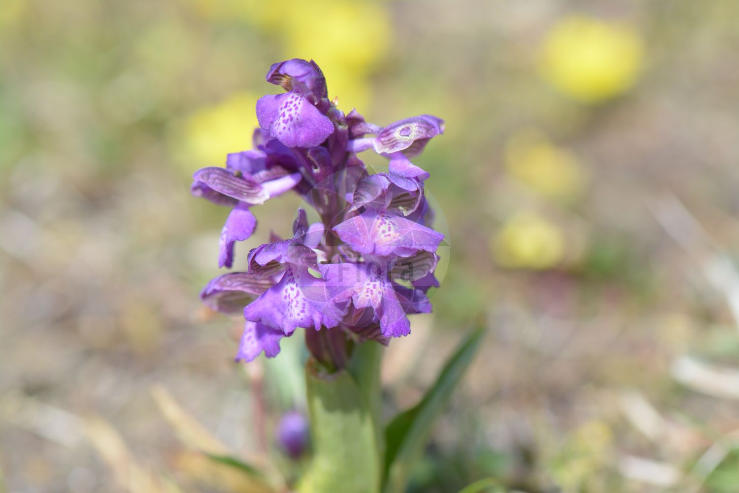 Anacamptis morio - Orchidaceae,Plantae,Pteridobiotina,Angiosperms,Asparagales,Orchidaceae,Anacamptis,Anacamptis morio,Herorchis morio, Orchis morio, Orchis morio f. nana, Orchis morio f. robustior, Orchis morio f. velutina, Orchis morio var. genuina,Kleines Knabenkraut;Kleine Hundswurz;green-winged orchid;Orchis bouffon;damette;folle femelle;morion;orchis casque;satirion;soupe à vin;amor de dama;cojón de perro;compañón;compañón de perro;satirión;testículos de perro;Giglio caprino;Orchide minore;pan di cuculo;salep;zonzelle;harlekijn;harlekijnsorchis;erva-do-salepo;fatua;testículo-de-cão;ятрышник дремлик;ятрышник малый;gelincik salebi;salep;botonets de ca;caputxí morat;pentecosta;mali kaćun;göknycklar;salep-gøgeurt;storczyk samczy;storczyk samiczy;navadna kukavica;agárkosbor;vstavač kukačka;červenohlav obyčajný;vstavač obyčajný;зозулинець салеповий;обикновен салеп;arukäpp;zalkšu dzegužpuķe;narrmarihand;mažoji gegužraibė;σερνικοβότανο