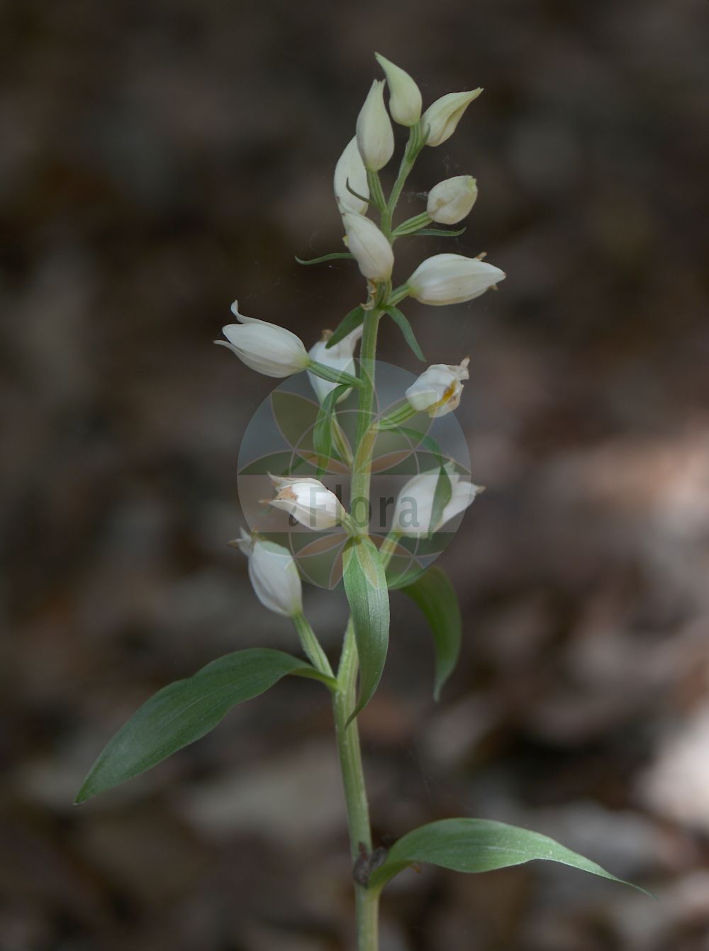 Cephalanthera damasonium - Orchidaceae,Plantae,Pteridobiotina,Angiosperms,Asparagales,Orchidaceae,Cephalanthera,Cephalanthera damasonium,Cephalanthera alba, Cephalanthera alba var. adenophora, Cephalanthera damasonium f. collina, Cephalanthera damasonium f. gracilis, Cephalanthera damasonium f. spicata, Cephalanthera damasonium var. ochroleuca, Cephalanthera lancifolia, Cephalanthera latifolia, Cephalanthera latifolia f. adenophora, Cephalanthera latifolia f. collina, Cephalanthera latifolia f. gracilis, Cephalanthera latifolia f. pienena, Cephalanthera latifolia f. spicata, Cephalanthera ochroleuca, Cephalanthera pallens subsp. ochroleuca, Cephalanthera pallens var. collina, Cephalanthera pallens var. gracilis, Cephalanthera pallens var. pienena, Cephalanthera yuennanensis, Cymbidium pallens, Epipactis alba, Epipactis alba f. spicata, Epipactis lancifolia, Epipactis ochroleuca, Serapias damasonium, Serapias grandiflora subsp. lancifolia, Serapias lancifolia, Serapias lancifolia, Serapias latifolia, Serapias ochroleuca, Serapias pallens, Serapias tota-alba,Bleiches Waldvöglein;Bleiches Waldvögelein;Weißes Waldvöglein;Breitblatt-Waldvöglein;Weißes Waldvögelein;white helleborine;Céphalanthère blanche;Céphalanthère de Damas;céphalanthère blanchâtre;elléborine blanche;céphalanthère à grandes fleurs;helléborine;cefalantera;Cefalantera bianca;elleborine gialognola;bleek bosvogeltje;пыльцеголовник крупноцветковый;ormankuşçuğu;cefalanterë;curraià de Damas;curraià pál·lid;bijela naglavica;stor skogslilja;hvidgul skovlilje;buławnik wielkokwiatowy;bleda naglavka;csinos ezerjófű;okrotice bílá;căpșunică;prilbovka biela;булатка великоквіткова;бял главопрашник