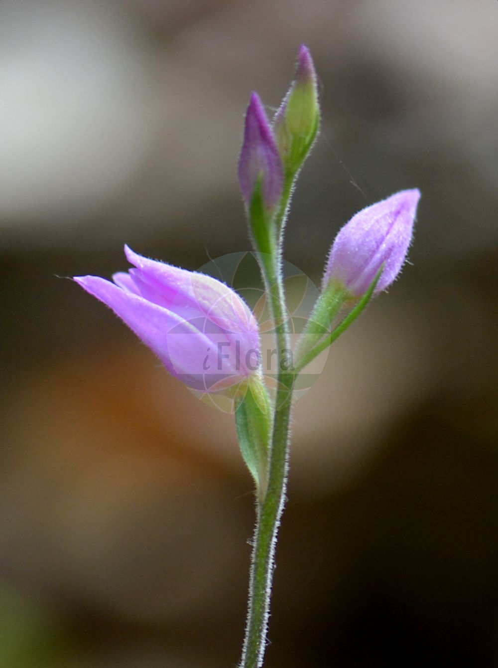 Cephalanthera rubra - Orchidaceae,Plantae,Pteridobiotina,Angiosperms,Asparagales,Orchidaceae,Cephalanthera,Cephalanthera rubra,Cephalanthera comosa, Cephalanthera rubra f. alba, Cephalanthera rubra f. comosa, Cephalanthera rubra f. latior, Cephalanthera rubra f. parviflora, Cephalanthera rubra f. tenczyniensis, Cephalanthera rubra lus. albiflora, Cephalanthera rubra var. comosa, Cephalanthera rubra var. leucantha, Cephalanthera rubra var. tenczyniensis, Cymbidium rubrum, Dorycheile rubra, Epipactis purpurea, Epipactis rubra, Epipactis rubra lus. albiflora, Epipactis rubra lus. parviflora, Epipactis rubra var. parviflora, Helleborine rubra, Limodorum rubrum, Serapias rubra,Rotes Waldvöglein;Rotes Waldvögelein;red helleborine;Céphalanthère rouge;elléborine rouge;pentecôte;penterote;cefalantera roja;orquídea roja de bosque;Cefalantera rossa;cefalanthera rossa;elleborine rossa;rood bosvogeltje;пыльцеголовник красный;çamçiçeği;cefalanterë;curraià;curraià vermell;crvena naglavica;röd skogslilja;rød skovlilje;buławnik czerwony;rdeča naglavka;piros madársisak;okrotice červená;căpşunică;capsunica roz;prilbovka červená;булатка червона;червен главопрашник;punane tolmpea;sarkanā cefalantēra;raud skogfrue;punavalkku;raudonasis garbenis