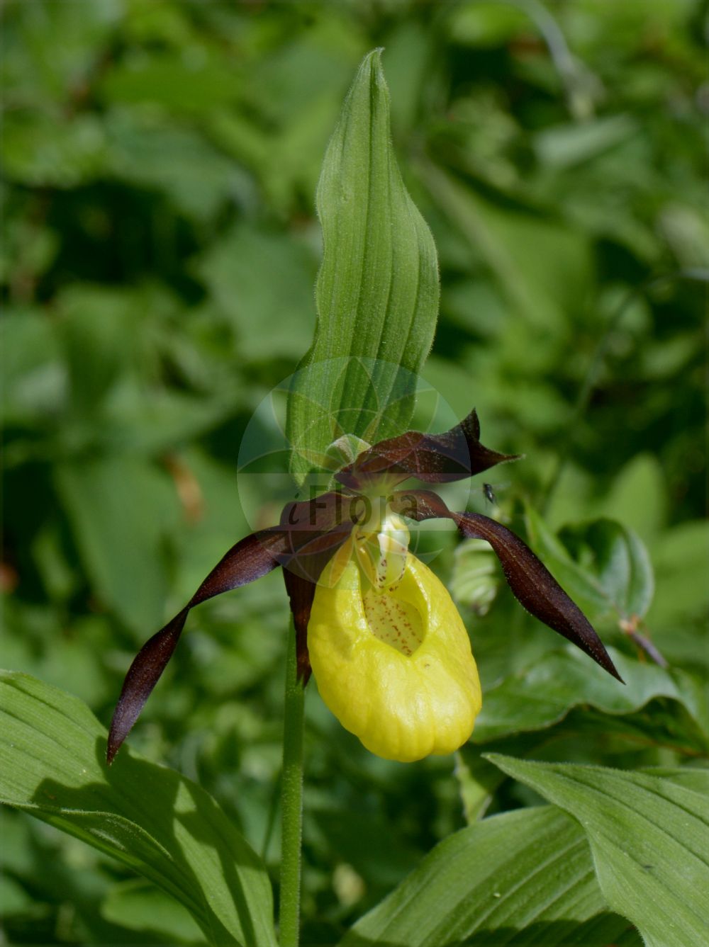 Cypripedium calceolus - Orchidaceae,Plantae,Pteridobiotina,Angiosperms,Asparagales,Orchidaceae,Cypripedium,Cypripedium calceolus,Calceolus alternifolius, Calceolus marianus, Cypripedilon marianus, Cypripedium alternifolium, Cypripedium atsmori, Cypripedium boreale, Cypripedium calceolus f. grandifolium, Cypripedium calceolus f. triflorum, Cypripedium calceolus prol. biflorum, Cypripedium calceolus var. bellum, Cypripedium calceolus var. biflorum, Cypripedium calceolus var. citrina, Cypripedium calceolus var. citrinum, Cypripedium calceolus var. viridiflora, Cypripedium calceolus var. viridiflorum, Cypripedium cruciatum, Cypripedium ferrugineum, Cypripedium guttatum subsp. microsaccos, Cypripedium microsaccos,Frauenschuh;Echter Frauenschuh;Gelber Frauenschuh;Marien-Frauenschuh;Europäischer Frauenschuh;lady's-slipper;lady's slipper orchid;Sabot de Vénus;cypripède;cypripède sabot;pantoufle de Notre-Dame;sabot de la Vierge;soulier de la Vierge;chapín;zapaticos de la Virgen;zueco;Pianelle della Madonna;pianelle delle Madonna;vrouwenschoentje;башмачек обыкновенный;венерин башмачок настоящий;lulepantofël;sabatetes;sabatetes de la Mare de Déu;gospina papučica;guckusko;fruesko;obuwik pospolity;lepi čeveljc;boldogasszony papucsa;papucskosbor;rigópohár;Vénusz sarucska;střevíčník pantoflíček;papuc-doamnei;črievičník papučkový;зозулині черевички справжн;венерина обувка;kaunis kuldking;dzeltenā dzegužkurpitė;marisko;lehtotikankontti;plačialapė klumpaitė;biāo lán;杓兰