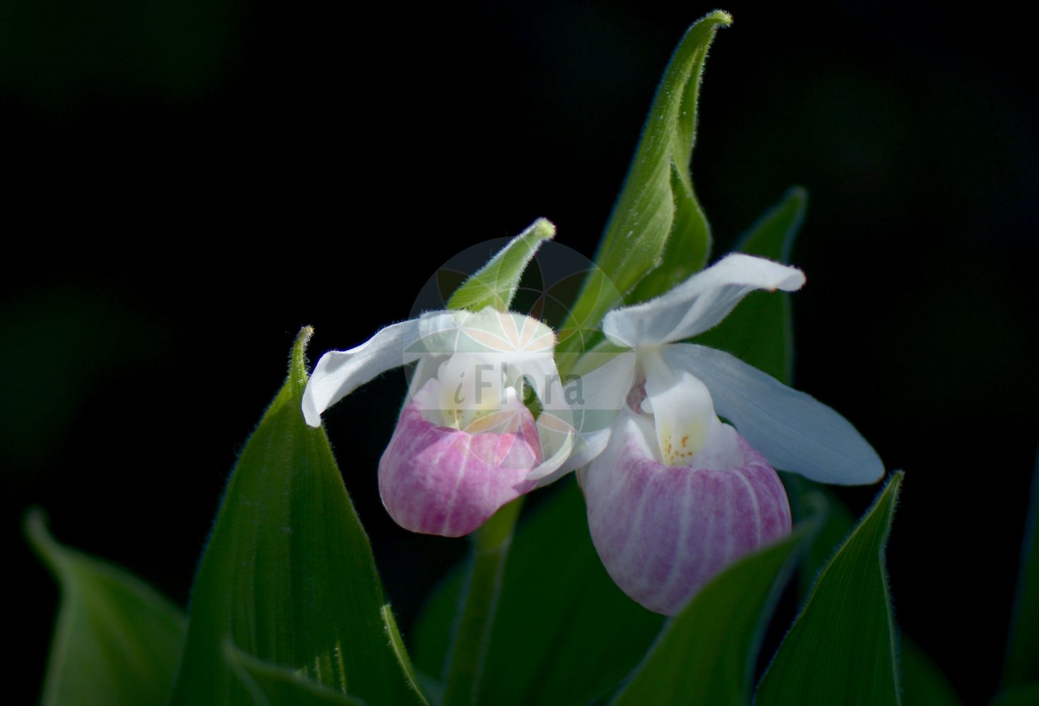 Cypripedium reginae - Orchidaceae,Plantae,Pteridobiotina,Angiosperms,Asparagales,Orchidaceae,Cypripedium,Cypripedium reginae,Calceolus reginae, Cypripedium album, Cypripedium canadense, Cypripedium hirsutum f. album, Cypripedium hirutum f. album, Cypripedium reginae f. albolabium, Cypripedium reginae f. album, Cypripedium reginae f. reginae, Cypripedium reginae var. album, Cypripedium spectabile, Cypripedium spectabile var. album, Cypripedium spectabile var. incarnatum,Königin-Frauenschuh;queen lady's-slipper;cypripède royal;showy lady's-slipper