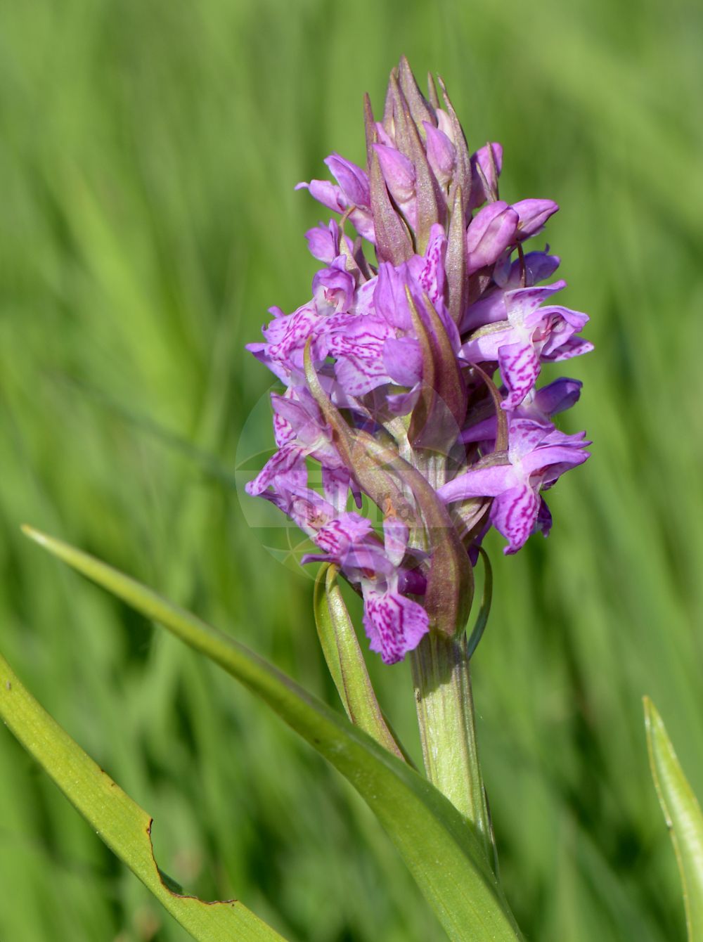 Dactylorhiza incarnata - Orchidaceae,Plantae,Pteridobiotina,Angiosperms,Asparagales,Orchidaceae,Dactylorhiza,Dactylorhiza incarnata,Dactylorchis incarnata, Dactylorchis incarnata var. rhombeilabia, Dactylorhiza strictifolia, Orchis incarnata, Orchis incarnata f. fraasii, Orchis incarnata f. retusa, Orchis incarnata f. rhombeilabia, Orchis incarnata subsp. fraasii, Orchis incarnata var. fraasii, Orchis latifolia subsp. incarnata, Orchis latifolia subsp. incarnata, Orchis latifolia var. incarnata, Orchis maculata subsp. incarnata, Orchis mixta var. incantata,Fleischrote Fingerwurz;Steifblättrige Fingerwurz;Fleischfarbenes Knabenkraut;Blassgelbes Knabenkraut;Blutrote Kuckucksblume;Blassgelbe Kuckucksblume;Blutrotes Knabenkraut;Steifblättriges Knabenkraut;Fleischrote Kuckucksblume;Fleischrotes Knabenkraut;early marsh-orchid;marsh orchid;Orchis incarnat;Orchide palmata;vleeskleurige orchis;satirião-bastardo;пальчатокоренник мясо-красный;ятрышник мясо-красный;azsalep;daktilorhizë;kukuljičasti kaćun;ängsnycklar;kødfarvet gøgeurt;kukułka krwista;stoplamek krwisty;storczyk krwisty;mesnordeča prstasta kukavica;hússzínű ujjaskosbor;prstnatec pleťový;vstavačovec strmolistý pravý;месночервен салеп;kahkjaspunane sõrmkäpp;stāvlapu dzegužpirkstīte;engmarihand;punakämmekkä;raudonoji gegūnė