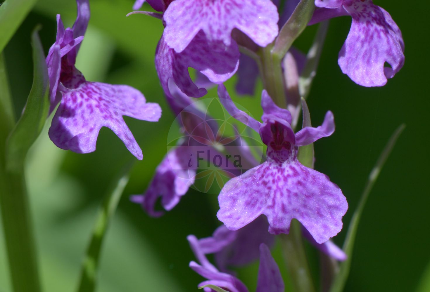 Dactylorhiza maculata - Orchidaceae,Plantae,Pteridobiotina,Angiosperms,Asparagales,Orchidaceae,Dactylorhiza,Dactylorhiza maculata,Dactylorchis maculata, Dactylorchis maculata subsp. elodes, Dactylorhiza fuchsii subsp. transsilvanica, Dactylorhiza maculata subsp. arduennensis, Orchis angustifolia var. schurii, Orchis basilica, Orchis basilica subsp. maculata, Orchis ericetorum, Orchis maculata, Orchis maculata subsp. transsilvanica, Orchis nemorosa,Geflecktes Knabenkraut;Gefleckte Fingerwurz;Geflecktes Knabenkraut;Gefleckte Kuckucksblume;Heide-Knabenkraut;heath spotted-orchid;Orchis tacheté;orchis maculé;bable;dedos citrinos;gamuetu;orquídea moteada de los pantanos;palma de Cristo;palnacresta;satirión manchado;Orchide macchiata;concordia;erba d'Adamo;gevlekte orchis;пальчатокоренник пятнистый;benlibalkaymak;daktilorhizë;lliris de prat;orquis maculat;pjegavi kaćun;Jungfru Marie nycklar;plettet gøgeurt;kukułka plamista;stoplamek plamisty;storczyk plamisty;pegasta prstasta kukavica;foltos ujjaskosbor;prstnatec plamatý;mîna maicii Domnului;poroinic;sculătoare;prstovka škvrnitá;vstavačovec škvrnitý pravý;петнист салеп;kuradi-sõrmkäpp;plankumainā dzegužpirkstīte;flekkmarihand;maariankämmekkä;пегава каћунка;dėmėtoji gegūnė