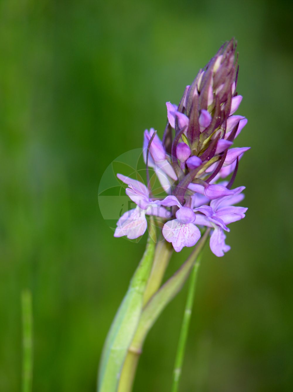Dactylorhiza majalis subsp. praetermissa - Orchidaceae,Plantae,Pteridobiotina,Angiosperms,Asparagales,Orchidaceae,Dactylorhiza,Dactylorhiza majalis,Dactylorhiza majalis subsp. praetermissa,Dactylorchis praetermissa, Dactylorchis praetermissa var. cuspidata, Dactylorchis praetermissa var. elata, Dactylorchis praetermissa var. junialis, Dactylorchis praetermissa var. longifolia, Dactylorchis praetermissa var. macrantha, Dactylorchis praetermissa var. parvifructa, Dactylorchis praetermissa var. tenera, Dactylorchis praetermissa var. triangularis, Dactylorhiza incarnata subsp. praetermissa, Dactylorhiza integrata, Dactylorhiza majalis subsp. integrata, Dactylorhiza majalis var. integrata, Dactylorhiza majalis var. junialis, Dactylorhiza majalis var. macrantha, Dactylorhiza majalis var. praetermissa, Dactylorhiza pardalina, Dactylorhiza praetermissa, Dactylorhiza praetermissa f. junialis, Dactylorhiza praetermissa subsp. integrata, Dactylorhiza praetermissa subsp. junialis, Dactylorhiza praetermissa subsp. schoenophila, Dactylorhiza praetermissa var. bracteosa, Dactylorhiza praetermissa var. cuspidata, Dactylorhiza praetermissa var. elata, Dactylorhiza praetermissa var. integrata, Dactylorhiza praetermissa var. junialis, Dactylorhiza praetermissa var. maculosa, Orchis incarnata subsp. integrata, Orchis incarnata var. albiflora, Orchis incarnata var. integrata, Orchis integrata, Orchis latifolia var. junialis, Orchis pardalina, Orchis praetermissa, Orchis praetermissa f. macrantha, Orchis praetermissa subsp. integrata, Orchis praetermissa subsp. junialis, Orchis praetermissa var. albiflora, Orchis praetermissa var. macrantha,Übersehene Fingerwurz;Übersehenes Knabenkraut;Übersehene Kuckucksblume;southern marsh-orchid;leopard marsh orchid;orchis négligé;orchis oublié;rietorchis;englandsnycklar;kukułka zaniedbana;stoplamek zaniedbany;storczyk zaniedbany;lääne-sõrmkäpp