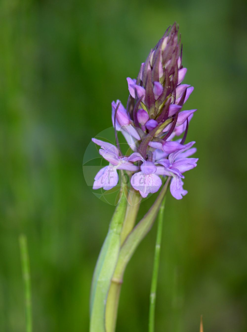 Dactylorhiza majalis subsp. praetermissa - Orchidaceae,Plantae,Pteridobiotina,Angiosperms,Asparagales,Orchidaceae,Dactylorhiza,Dactylorhiza majalis,Dactylorhiza majalis subsp. praetermissa,Dactylorchis praetermissa, Dactylorchis praetermissa var. cuspidata, Dactylorchis praetermissa var. elata, Dactylorchis praetermissa var. junialis, Dactylorchis praetermissa var. longifolia, Dactylorchis praetermissa var. macrantha, Dactylorchis praetermissa var. parvifructa, Dactylorchis praetermissa var. tenera, Dactylorchis praetermissa var. triangularis, Dactylorhiza incarnata subsp. praetermissa, Dactylorhiza integrata, Dactylorhiza majalis subsp. integrata, Dactylorhiza majalis var. integrata, Dactylorhiza majalis var. junialis, Dactylorhiza majalis var. macrantha, Dactylorhiza majalis var. praetermissa, Dactylorhiza pardalina, Dactylorhiza praetermissa, Dactylorhiza praetermissa f. junialis, Dactylorhiza praetermissa subsp. integrata, Dactylorhiza praetermissa subsp. junialis, Dactylorhiza praetermissa subsp. schoenophila, Dactylorhiza praetermissa var. bracteosa, Dactylorhiza praetermissa var. cuspidata, Dactylorhiza praetermissa var. elata, Dactylorhiza praetermissa var. integrata, Dactylorhiza praetermissa var. junialis, Dactylorhiza praetermissa var. maculosa, Orchis incarnata subsp. integrata, Orchis incarnata var. albiflora, Orchis incarnata var. integrata, Orchis integrata, Orchis latifolia var. junialis, Orchis pardalina, Orchis praetermissa, Orchis praetermissa f. macrantha, Orchis praetermissa subsp. integrata, Orchis praetermissa subsp. junialis, Orchis praetermissa var. albiflora, Orchis praetermissa var. macrantha,Übersehene Fingerwurz;Übersehenes Knabenkraut;Übersehene Kuckucksblume;southern marsh-orchid;leopard marsh orchid;orchis négligé;orchis oublié;rietorchis;englandsnycklar;kukułka zaniedbana;stoplamek zaniedbany;storczyk zaniedbany;lääne-sõrmkäpp