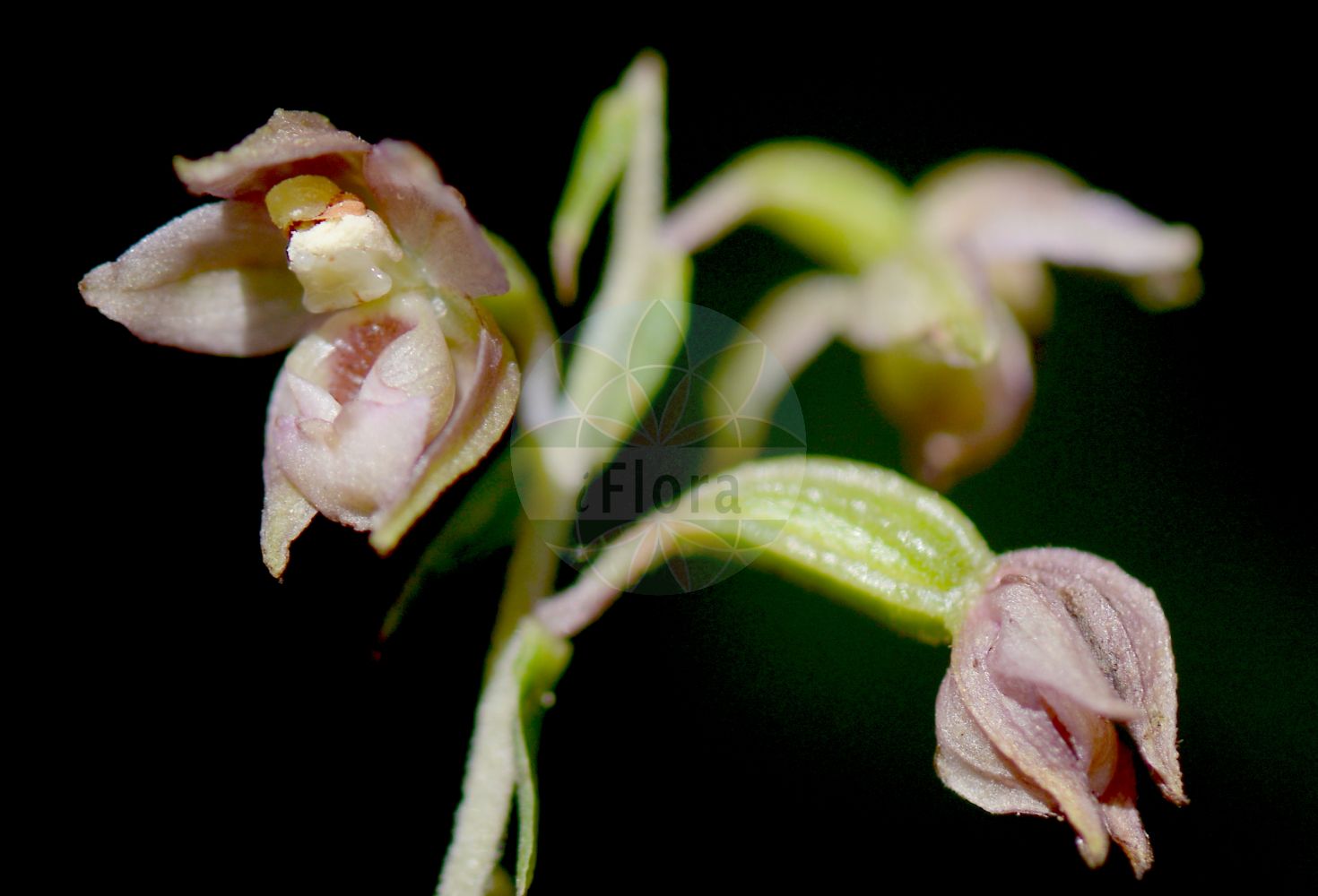 Epipactis helleborine - Orchidaceae,Plantae,Pteridobiotina,Angiosperms,Asparagales,Orchidaceae,Epipactis,Epipactis helleborine,Amesia squamellosa, Epipactis dalhousieae, Epipactis helleborine f. helleborine, Epipactis helleborine var. pallens, Epipactis helleborine var. thomsonii, Epipactis helleborine var. thomsonii, Epipactis helleborine var. thomsonii, Epipactis latifolia subsp. helleborine, Epipactis ovalis, Helleborine helleborine, Serapias helleborine,Breitblättrige Sumpfwurz;Breitblättrige Ständelwurz;Breitblättrige Stendelwurz;Gewöhnliche Breitblättrige Ständelwurz;Holländische Ständelwurz;Gewöhnliche Breitblättrige Stendelwurz;Entferntblättrige Stendelwurz;broad-leaved helleborine;young's helleborine;dune helleborine;bastard helleborine;helleborine;broadleaf helleborine;Epipactis à larges feuilles;epipactis à feuilles larges;épipactis à feuilles larges;elléborine;elléborine à larges feuilles;épipactis à larges feuilles;épipactis helléborine;epipactis de hoja ancha;heleborina de hojas anchas;Elleborine comune;elleborine crestata;breedbladige wespenorchis;brede wespenorchis;wespenorchis;heleborinha;дремлик зимовниковый;дремлик лесной;дремлик морозниковый;дремлик широколистный;лесная чемерица;bindallı çiçeği;epipakt;epipactis de fulla ampla;širokolisna kruščika;skogsknipprot;skov-hullæbe;kruszczyk szerokolistny;širokolistna močvirnica;széleslevelű nőszőfű;kruštík širolistý;mlăștiniță;kruštík širokolistý;коручка широколиста;широколистен дремник;laialehine neiuvaip;platlapu dzeguzene;breiflangre;lehtoneidonvaippa;калужђарка;ben-choresh rechav-'alim;בֶּן=חֹרֶשׁ רְחַב-עָלִים;plačialapis skiautalūpis;huǒ shāo lán;火烧兰
