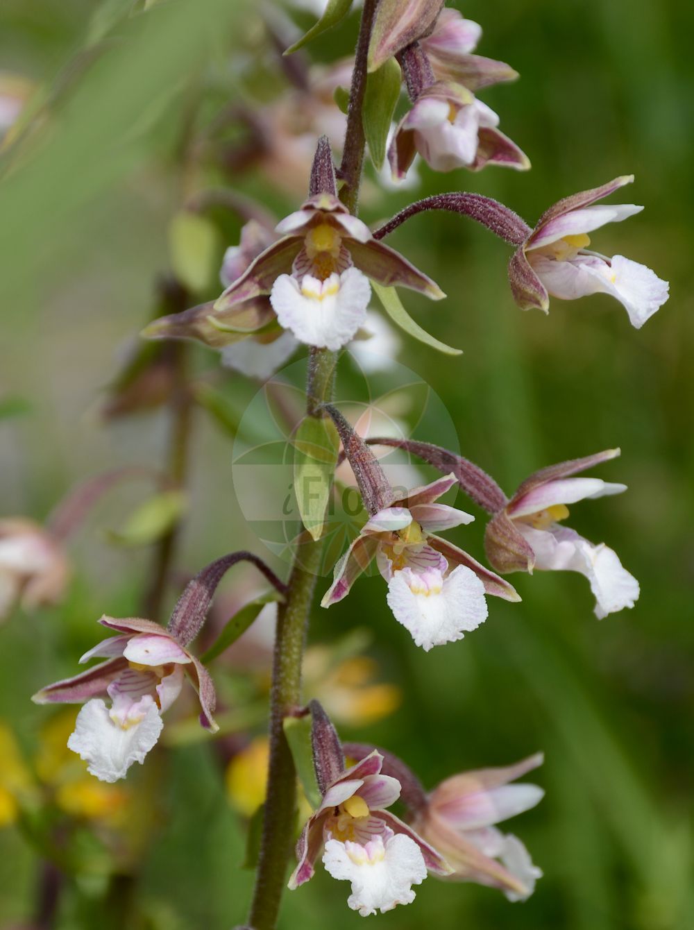 Epipactis palustris - Orchidaceae,Plantae,Pteridobiotina,Angiosperms,Asparagales,Orchidaceae,Epipactis,Epipactis palustris,Amesia palustris, Arthrochilium palustre, Calliphyllon palustre, Cymbidium palustre, Epipactis palustris f. albiflora, Epipactis palustris f. ampla, Epipactis palustris f. elongata, Epipactis palustris f. ericetorum, Epipactis palustris f. gracilis, Epipactis palustris f. longibracteata, Epipactis palustris f. macrostachya, Epipactis palustris f. ochroleuca, Epipactis palustris f. pumila, Epipactis palustris f. purpurea, Epipactis palustris f. rectilinguis, Epipactis palustris f. robusta, Epipactis palustris f. silvatica, Epipactis palustris f. submersa, Epipactis palustris f. tricolor, Epipactis palustris lus. ochroleuca, Epipactis palustris lus. tricolor, Epipactis palustris lus. violacea, Epipactis palustris subsp. salina, Epipactis palustris var. albiflora, Epipactis palustris var. albiflora, Epipactis palustris var. elatior, Epipactis palustris var. ericetorum, Epipactis palustris var. ochroleuca, Epipactis palustris var. parvifolia, Epipactis palustris var. purpurea, Epipactis palustris var. robusta, Epipactis palustris var. silvatica, Epipactis salina, Helleborine palustris, Helleborine palustris, Helleborine palustris f. ampla, Helleborine palustris f. ericetorum, Helleborine palustris f. gracilis, Helleborine palustris f. longibracteata, Helleborine palustris f. parvifolia, Helleborine palustris f. rectilinguis, Helleborine palustris f. silvatica, Helleborine palustris f. submersa, Helleborine palustris lus. albiflora, Helleborine palustris lus. ochroleuca, Helleborine palustris lus. purpurea, Helleborine palustris lus. tricolor, Helleborine palustris lus. violacea, Helleborine palustris var. ericetorum, Limodorum palustre, Serapias helleborine var. palustris, Serapias longiflora, Serapias palustris,Sumpf-Ständelwurz;Sumpf-Stendelwurz;Echte Sumpfwurz;marsh helleborine;Epipactis des marais;épipactis des marais;elléborine des marais;heleborina de las ciénagas;heleborina de los pantanos;orquídea de los pantanos;Elleborine palustre;moeras-wespenorchis;moeraswespenorchis;heleborinha-de-los-pântanos;дремлик болотный;danakıran otu;epipakt;epipactis palustre;močvarna kruščika;kärrknipprot;sump-hullæbe;kruszczyk błotny;navadna močvirnica;mocsári nőszőfű;kruštík bahenní;mlăştiniţă;kruštík močiarny;коручка болотна;блатен дремник;soo-neiuvaip;purva dzeguzene;myrflangre;suoneidonvaippa;pelkinis skiautalūpis;xīn jiāng huǒ shāo lán;新疆火烧兰