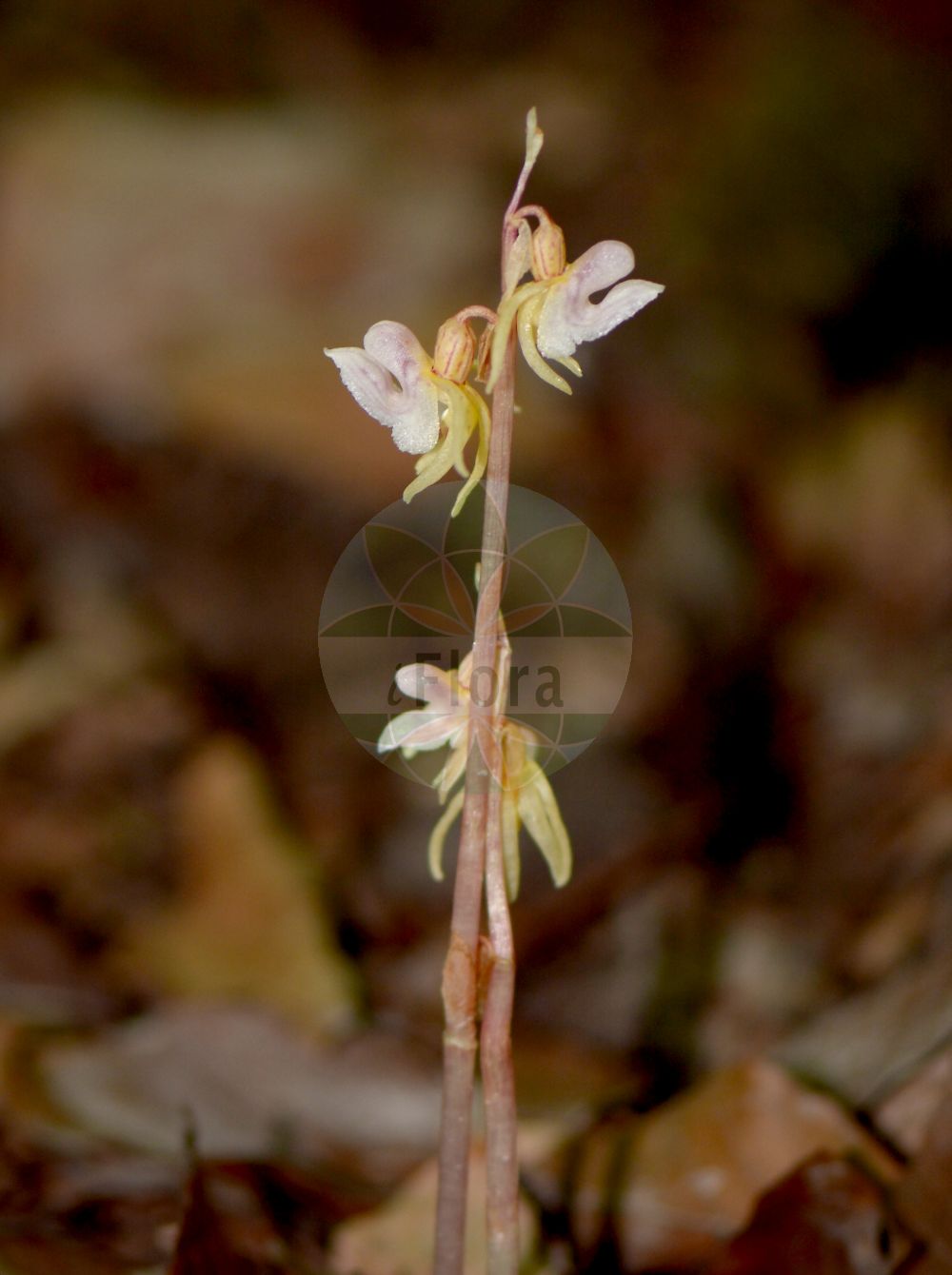 Epipogium aphyllum - Orchidaceae,Plantae,Pteridobiotina,Angiosperms,Asparagales,Orchidaceae,Epipogium,Epipogium aphyllum,Epipactis epipogium, Epipogium aphyllum f. albiflorum, Epipogium aphyllum var. stenochilum, Epipogium epipogium, Epipogium generalis, Epipogium gmelinii, Epipogon epipogium, Limodorum aphyllum, Limodorum epipogium, Orchis aphylla, Satyrium epipogium, Serapias epigogium,Blattloser Widerbart;Widerbart;ghost orchid;leafless epipogium;spurred coral-root;Epipogon sans feuilles;épipogon aphylle;epipogio;épipogium de Gmelin;épipogium sans feuilles;épipogon sans feuilles;orquídea fantasma;Epipogio;spookorchis;orquídea-fantasma;безлистный надбородник;надбородник безлистный;cazı salebi;epipog;bezlisni nabradac;skogsfru;knælæbe;storzan bezlistny;torakichi-ran;トラキチラン;brezlistni nadbradec;bajuszvirág;sklenobýl bezlistý;sklenobyľ bezlistá;надбородник безлистий;гмелинов епипогон;lehitu pisikäpp;bezlapu epipogija;huldreblom;metsänemä;belapė antbarzdė;liè chún hǔ shé lán;裂唇虎舌兰