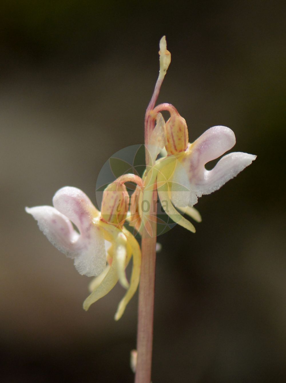 Epipogium aphyllum - Orchidaceae,Plantae,Pteridobiotina,Angiosperms,Asparagales,Orchidaceae,Epipogium,Epipogium aphyllum,Epipactis epipogium, Epipogium aphyllum f. albiflorum, Epipogium aphyllum var. stenochilum, Epipogium epipogium, Epipogium generalis, Epipogium gmelinii, Epipogon epipogium, Limodorum aphyllum, Limodorum epipogium, Orchis aphylla, Satyrium epipogium, Serapias epigogium,Blattloser Widerbart;Widerbart;ghost orchid;leafless epipogium;spurred coral-root;Epipogon sans feuilles;épipogon aphylle;epipogio;épipogium de Gmelin;épipogium sans feuilles;épipogon sans feuilles;orquídea fantasma;Epipogio;spookorchis;orquídea-fantasma;безлистный надбородник;надбородник безлистный;cazı salebi;epipog;bezlisni nabradac;skogsfru;knælæbe;storzan bezlistny;torakichi-ran;トラキチラン;brezlistni nadbradec;bajuszvirág;sklenobýl bezlistý;sklenobyľ bezlistá;надбородник безлистий;гмелинов епипогон;lehitu pisikäpp;bezlapu epipogija;huldreblom;metsänemä;belapė antbarzdė;liè chún hǔ shé lán;裂唇虎舌兰