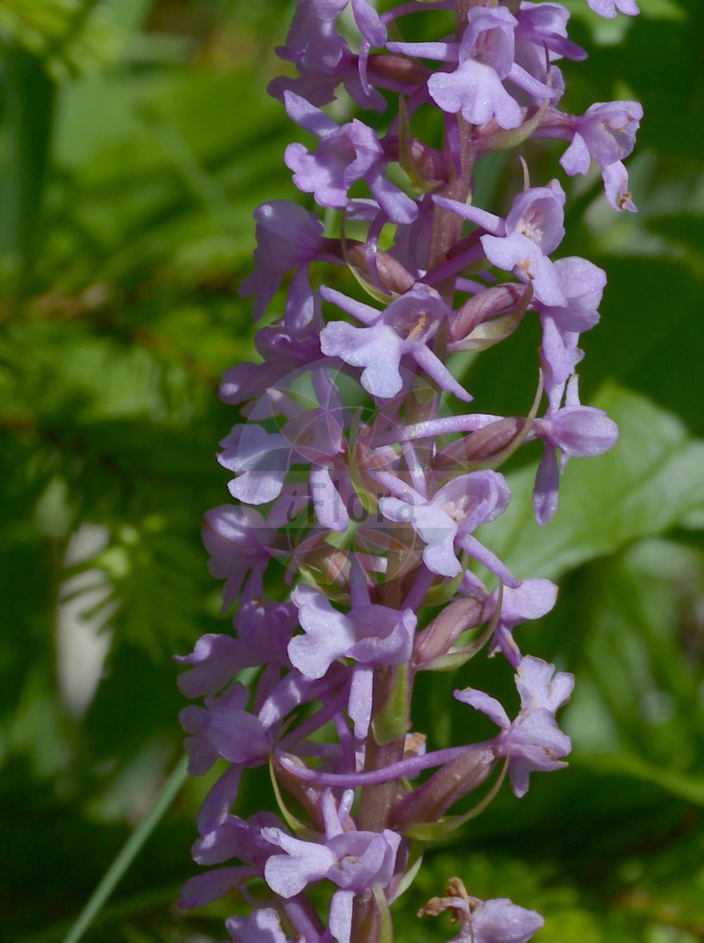 Gymnadenia conopsea - Orchidaceae,Plantae,Pteridobiotina,Angiosperms,Asparagales,Orchidaceae,Gymnadenia,Gymnadenia conopsea,Dactylodenia comigera, Dactylogymnadenia comigera, Dactylogymnadenia comigera, Gymnadenia alpina, Gymnadenia angustifolia, Gymnadenia anisoloba, Gymnadenia comigera, Gymnadenia conopsea f. albiflora, Gymnadenia conopsea f. albiflora, Gymnadenia conopsea f. comigera, Gymnadenia conopsea f. crenulata, Gymnadenia conopsea f. elatior, Gymnadenia conopsea f. gracilis, Gymnadenia conopsea f. lapponica, Gymnadenia conopsea f. monticola, Gymnadenia conopsea f. niphobia, Gymnadenia conopsea f. ornithis, Gymnadenia conopsea f. praecox, Gymnadenia conopsea f. schurii, Gymnadenia conopsea f. serotina, Gymnadenia conopsea f. subdensiflora, Gymnadenia conopsea f. sublobata, Gymnadenia conopsea f. transsilvanica, Gymnadenia conopsea f. trifida, Gymnadenia conopsea f. unicuspis, Gymnadenia conopsea lus. albiflora, Gymnadenia conopsea lus. leucantha, Gymnadenia conopsea prol. alpina, Gymnadenia conopsea prol. pseudoconopsea, Gymnadenia conopsea prol. pyrenaica, Gymnadenia conopsea subsp. alpina, Gymnadenia conopsea subsp. angustifolia, Gymnadenia conopsea subsp. comigera, Gymnadenia conopsea subsp. montana, Gymnadenia conopsea subsp. peloria, Gymnadenia conopsea subsp. pyrenaica, Gymnadenia conopsea subsp. serotina, Gymnadenia conopsea var. aestivalis, Gymnadenia conopsea var. alba, Gymnadenia conopsea var. albiflora, Gymnadenia conopsea var. alpina, Gymnadenia conopsea var. angustifolia, Gymnadenia conopsea var. bieczensis, Gymnadenia conopsea var. caucasica, Gymnadenia conopsea var. clavata, Gymnadenia conopsea var. comigera, Gymnadenia conopsea var. crenulata, Gymnadenia conopsea var. ecalcarata, Gymnadenia conopsea var. euroalpina, Gymnadenia conopsea var. flavida, Gymnadenia conopsea var. graminea, Gymnadenia conopsea var. inodora, Gymnadenia conopsea var. lapponica, Gymnadenia conopsea var. latifolia, Gymnadenia conopsea var. leucantha, Gymnadenia conopsea var. montana, Gymnadenia conopsea var. neglecta, Gymnadenia conopsea var. odorata, Gymnadenia conopsea var. ornithis, Gymnadenia conopsea var. platyphylla, Gymnadenia conopsea var. praecox, Gymnadenia conopsea var. pyrenaica, Gymnadenia conopsea var. serotina, Gymnadenia conopsea var. serotina, Gymnadenia conopsea var. sibirica, Gymnadenia conopsea var. trifida, Gymnadenia conopsea var. ussuriensis, Gymnadenia densiflora var. candida, Gymnadenia graminea, Gymnadenia ibukiensis, Gymnadenia odoratissima subsp. longicalcarata, Gymnadenia odoratissima var. pyrenaica, Gymnadenia ornithis, Gymnadenia pseudoconopsea, Gymnadenia pyrenaica, Gymnadenia sibirica, Gymnadenia splendida, Gymnadenia splendida subsp. odorata, Gymnadenia splendida var. odorata, Gymnadenia transsilvanica, Gymnadenia vernalis, Gymnadenia wahlenbergii, Habenaria conopsea, Habenaria gymnadenia, Orchigymnadenia comigera, Orchis conopea, Orchis conopea var. albiflora, Orchis conopea var. major, Orchis conopsea, Orchis conopsea var. comigera, Orchis cornopica, Orchis ornithis, Orchis peloria, Orchis pseudoconopea, Orchis pseudoconopsea, Orchis pseudo-conopsea, Orchis pyrenaica, Orchis setacea, Orchis suaveolens, Platanthera conopsea, Satyrium conopseum,Mücken-Handwurz;Mücken-Händelwurz;Dichtblütige Mücken-Händelwurz;Gewöhnliche Mücken-Händelwurz;Langspornige Handwurz;Dichtblütige Händelwurz;Große Händelwurz;fragrant orchid;chalk fragrant orchid;sweet-scented orchid;fragant orchid;Orchis moucheron;gymnadénia moucheron;gymnadénie à long éperon;gymnadénie des Pyrénées;gymnadénie moucheron;orchis des Pyrénées;orchis moustique;dedos citrinos;orquídea mosquera;orquídea mosquito;orquídea olorosa;orquídea real;palma christi;Manina rosea;orchidea campestre;orchide garofanata;groote muggenorchis;grote muggenorchis;кокушник длиннорогий;кокушник комарниковый;başaksalebi;gimnadenë;gjimnadena si rrjetë;caputxina olorosa;mrežasti vranjak;brudgran;brudsporre;langakset trådspore;gółka długoostrogowa;tegata-chidori;テガタチドリ;navadni kukovičnik;szúnyoglábú bibircsvirág;pětiprstka žežulník;ură;päťprstnica obyčajná;päťprstnica stredná;билинець комарниковий;комарова гимнадения;комаровидна гимнадения;harilik käoraamat;odu gimnadēnija;brudespore;punakirkiruoho;pievinis plauretis;shǒu sān;shǒu shēn;手参