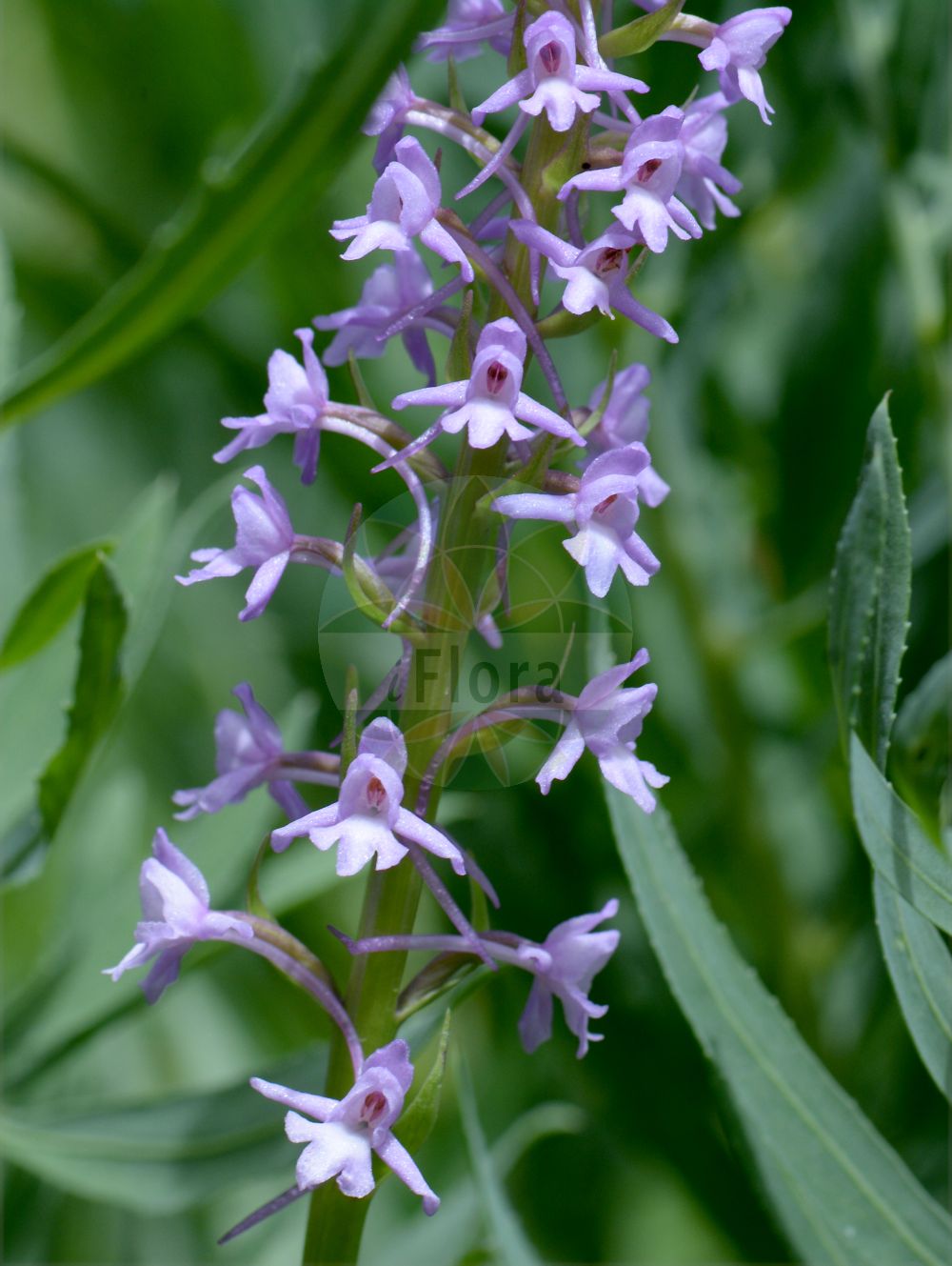 Gymnadenia odoratissima - Orchidaceae,Plantae,Pteridobiotina,Angiosperms,Asparagales,Orchidaceae,Gymnadenia,Gymnadenia odoratissima,Gymnadenia odoratissima f. borealis, Gymnadenia odoratissima f. carpathica, Gymnadenia odoratissima f. carpathica, Gymnadenia odoratissima f. stenostachya, Gymnadenia odoratissima lus. alba, Gymnadenia odoratissima var. borealis, Gymnadenia odoratissima var. carpathica, Gymnadenia odoratissima var. carpathica, Gymnadenia odoratissima var. ecalcarata, Gymnadenia odoratissima var. idea, Gymnadenia odoratissima var. macrocheilea, Gymnadenia odoratissima var. stenostachya, Gymnadenia odoratissima var. suaveolens, Gymnadenia rhodopea, Habenaria odoratissima, Orchis conopsea subsp. odoratissima, Orchis erubescens, Orchis erubescens, Orchis odoratissima, Satyrium odoratissimum,Wohlriechende Handwurz;Wohlriechende Händelwurz;Duft-Händelwurz;short-spurred fragrant orchid;Gymnadénie odorante;gymnadénie très odorante;orchis odorant;orchis très odorant;Manina profumata;orchidea odorosa;welriekende muggenorchis;кокушник ароматнейший;кокушник душистый;mirisni vranjak;doftyxne;luktsporre;gółka wonna;dehteči kukovičnik;iószagú bibircsvirág;pětiprstka vonná;päťprstnica voňavá;билинець найзапашніший;lõhnav käoraamat;рочице;kvapusis plauretis
