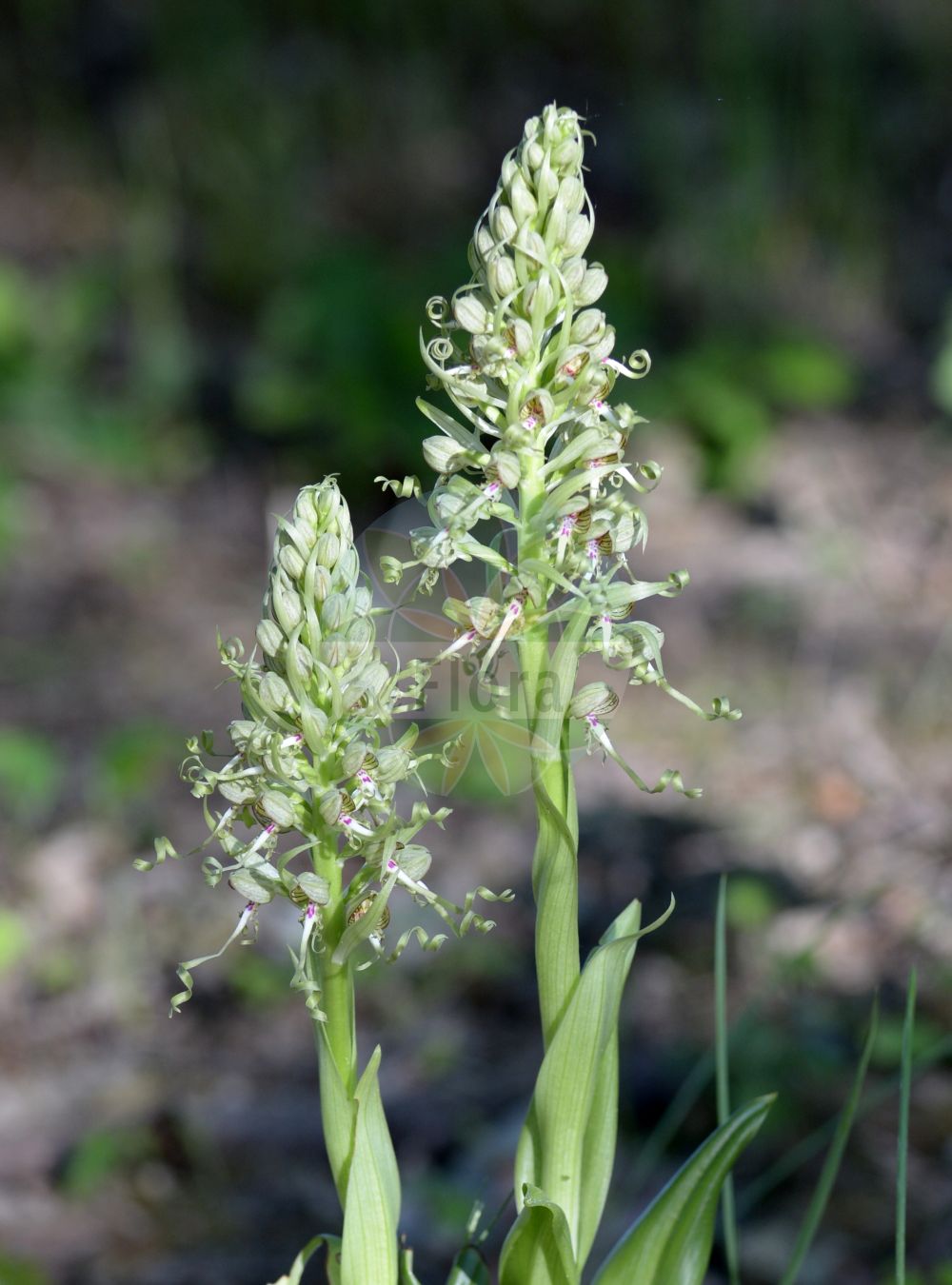 Himantoglossum hircinum - Orchidaceae,Plantae,Pteridobiotina,Angiosperms,Asparagales,Orchidaceae,Himantoglossum,Himantoglossum hircinum,Aceras hircinum, Aceras hircinum var. calamistratum, Aceras hircinum var. divergens, Aceras hircinum var. forcipula, Aceras hircinum var. platyglossa, Aceras hircinum var. thuringiacum, Himantoglossum hircinum f. acutum, Himantoglossum hircinum f. brevibracteatum, Himantoglossum hircinum f. brevilaciniatum, Himantoglossum hircinum f. calamistratum, Himantoglossum hircinum f. coloriglossum, Himantoglossum hircinum f. comosum, Himantoglossum hircinum f. divergens, Himantoglossum hircinum f. forcipula, Himantoglossum hircinum f. latisectum, Himantoglossum hircinum f. laxiflorum, Himantoglossum hircinum f. longelaciniatum, Himantoglossum hircinum f. purpureum, Himantoglossum hircinum f. thuringiacum, Himantoglossum hircinum lus. albidum, Himantoglossum hircinum lus. inodorum, Himantoglossum hircinum lus. viridans, Himantoglossum hircinum var. aestivalis, Himantoglossum hircinum var. altum, Himantoglossum hircinum var. bracteatum, Himantoglossum hircinum var. comosum, Himantoglossum hircinum var. confusum, Himantoglossum hircinum var. hircinum, Himantoglossum hircinum var. hirsutum, Himantoglossum hircinum var. minusculum, Himantoglossum hircinum var. obtusum, Himantoglossum hircinum var. pendulum, Himantoglossum hircinum var. praealtum, Himantoglossum hircinum var. pullum, Himantoglossum hircinum var. viride, Loroglossum hircinum, Loroglossum hircinum f. calamistratum, Loroglossum hircinum f. divergens, Loroglossum hircinum f. forcipula, Loroglossum hircinum var. minor, Loroglossum hircinum var. platyglossum, Loroglossum hircinum var. thuringiacum, Orchis hircina, Satyrium hircinum,Bocks-Riemenzunge;Riemenzunge;Bocksorchis;lizard orchid;orchis bouc;Orchis à odeur de bouc;bouquin;cornes de bouc;himantoglosse à odeur de bouc;loroglosse;loroglosse à odeur de bouc;orchis bouc;satyre fétide;orquídea barbada;orquídea hedionda;satirión barbado;Barbone;imantoglosso caprino;bokkenorchis;ремнелепестник козий;ремнелепестник козлиный;himantoglos;orquis hircí;smrdljiva kukavica;bakbűzű sallangvirág;mediterrán sallangvirág;jazýček kozlí;jazýčkovec;еднопрудков херминиум;смичак