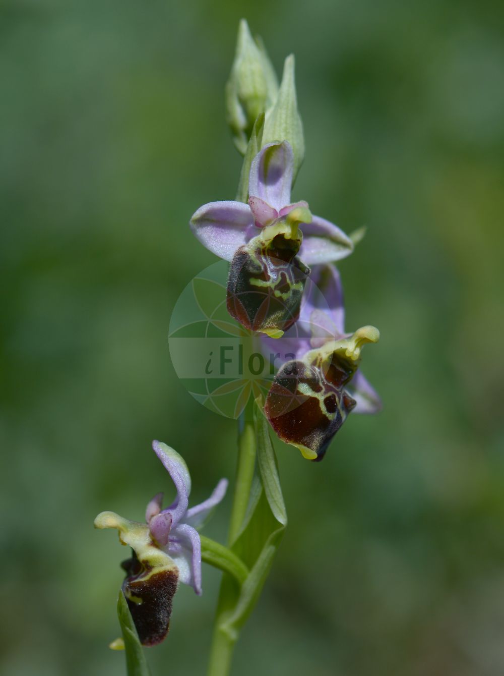 Ophrys - Orchidaceae,Biota,Plantae,Pteridobiotina,Tracheophyta,Liliopsida,Asparagales,Orchidaceae,Ophrys,Arachnites, Myodium