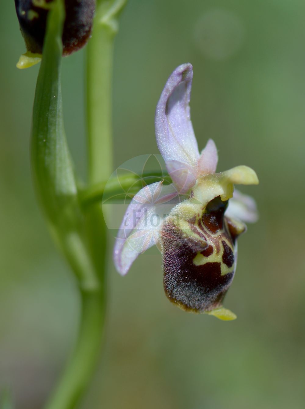 Ophrys - Orchidaceae,Biota,Plantae,Pteridobiotina,Tracheophyta,Liliopsida,Asparagales,Orchidaceae,Ophrys,Arachnites, Myodium