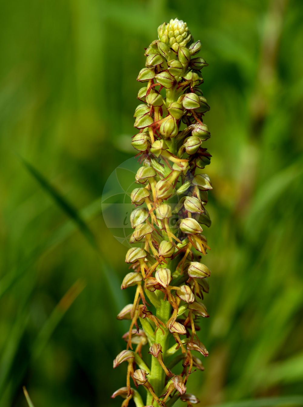 Orchis anthropophora - Orchidaceae,Plantae,Pteridobiotina,Angiosperms,Asparagales,Orchidaceae,Orchis,Orchis anthropophora,Aceras anthropomorphum, Aceras anthropophorum, Aceras anthropophorum, Aceras anthropophorum, Aceras anthropophorum f. angustatum, Aceras anthropophorum f. apiculatum, Aceras anthropophorum f. latior, Aceras anthropophorum f. purpurata, Aceras anthropophorum lus. flavescens, Aceras anthropophorum var. angustata, Aceras anthropophorum var. angustatum, Aceras anthropophorum var. balearicum, Aceras anthropophorum var. latior, Arachnites anthropophora, Himantoglossum anthropophorum, Loroglossum anthropophorum, Loroglossum brachyglotte, Ophrys anthropomorpha, Ophrys anthropophora, Satyrium anthropomorpha, Satyrium anthropomorphum, Satyrium anthropophora, Serapias anthropophora,Ohnhorn-Knabenkraut;Ohnhorn;Ohnsporn;Fratzenorchis;Puppenorchis;man orchid;Acéras homme pendu;orchis homme-pendu;acéras;acéras homme-pendu;homme-pendu;pantine;porte-home;hombrecillo;flor del hombre ahorcado;hombre colgado;hombrecillos ahorcados;Ballerina;ballerino;poppenorchis;rapazinhos;erva-do-homen-enforcado;erva-do-homem-enforcado;ацерас фигурный;ацерас человеконосный;kukla salebi;flor de l'home penjat;okruglastogomoljasta bezostruška