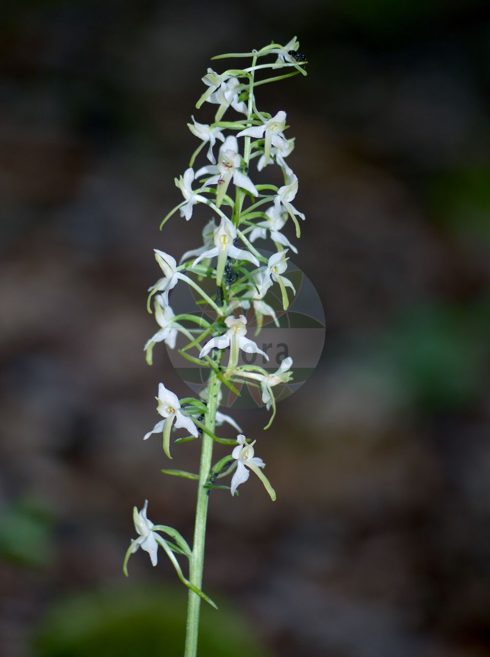 Platanthera bifolia - Orchidaceae,Plantae,Pteridobiotina,Angiosperms,Asparagales,Orchidaceae,Platanthera,Platanthera bifolia,Conopsidium sthenantherum, Gymnadenia bifolia, Habenaria bifolia, Lysias bifolia, Orchis alba, Orchis bifolia, Orchis stenanthera, Platanthera bifolia f. densiflora, Platanthera bifolia f. latiflora, Platanthera bifolia f. pervia, Platanthera bifolia f. trifoliata, Platanthera bifolia var. latiflora, Platanthera bifolia var. pervia, Platanthera solstitialis, Platanthera solstitialis var. pervia, Platanthera solstitialis var. trifoliata, Satyrium bifolium, Sieberia bifolia,Weiße Waldhyazinthe;Zweiblättrige Waldhyazinthe;Zweiblättrige Kuckucksblume;Weißes Breitkölbchen;lesser butterfly-orchid;Platanthère à fleurs blanches;Platanthère à deux feuilles;double-feuille;orchis à deux feuilles;orchis blanc;platantera comune;satirión blanco;satirión blanco de dos hojas;Platantera comune;welriekende nachtorchis;satirião bifoliado;любка двулистная;guguk salebi;platantera dygjethëshe;platanterë;platantera bifòlia;mirisavi dvolist;nattviol;bakke-gøgelilje;gołek biały;podkolan biały;dvolistni vimenjak;kétlevelű sarkvirág;vemeník dvoulistý;stupiniță;vemenník dvojlistý;vemenník dvojlistý biely;любка дволиста;двулистна платантера;kahelehine käokeel;smaržīga naktsviole;vanleg nattfiol;valkolehdokki;бијели вимењак;дволисни вимењљк;dvilapė blandis;xì jù shé chún lán;细距舌唇兰