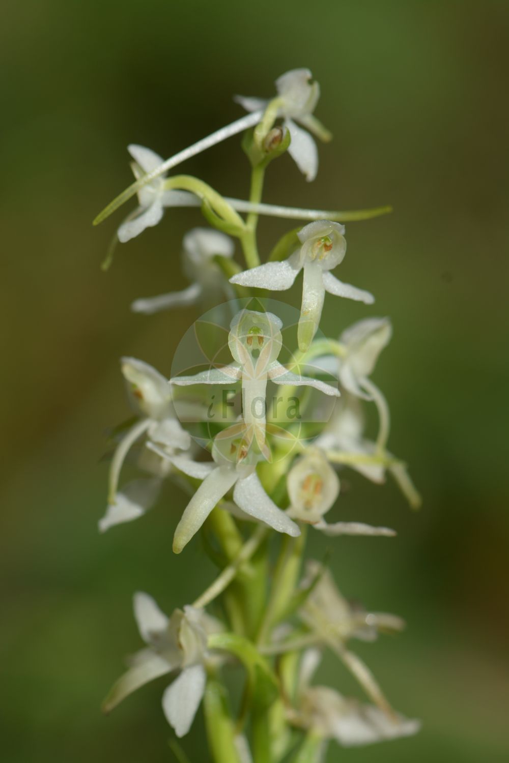 Platanthera bifolia - Orchidaceae,Plantae,Pteridobiotina,Angiosperms,Asparagales,Orchidaceae,Platanthera,Platanthera bifolia,Conopsidium sthenantherum, Gymnadenia bifolia, Habenaria bifolia, Lysias bifolia, Orchis alba, Orchis bifolia, Orchis stenanthera, Platanthera bifolia f. densiflora, Platanthera bifolia f. latiflora, Platanthera bifolia f. pervia, Platanthera bifolia f. trifoliata, Platanthera bifolia var. latiflora, Platanthera bifolia var. pervia, Platanthera solstitialis, Platanthera solstitialis var. pervia, Platanthera solstitialis var. trifoliata, Satyrium bifolium, Sieberia bifolia,Weiße Waldhyazinthe;Zweiblättrige Waldhyazinthe;Zweiblättrige Kuckucksblume;Weißes Breitkölbchen;lesser butterfly-orchid;Platanthère à fleurs blanches;Platanthère à deux feuilles;double-feuille;orchis à deux feuilles;orchis blanc;platantera comune;satirión blanco;satirión blanco de dos hojas;Platantera comune;welriekende nachtorchis;satirião bifoliado;любка двулистная;guguk salebi;platantera dygjethëshe;platanterë;platantera bifòlia;mirisavi dvolist;nattviol;bakke-gøgelilje;gołek biały;podkolan biały;dvolistni vimenjak;kétlevelű sarkvirág;vemeník dvoulistý;stupiniță;vemenník dvojlistý;vemenník dvojlistý biely;любка дволиста;двулистна платантера;kahelehine käokeel;smaržīga naktsviole;vanleg nattfiol;valkolehdokki;бијели вимењак;дволисни вимењљк;dvilapė blandis;xì jù shé chún lán;细距舌唇兰