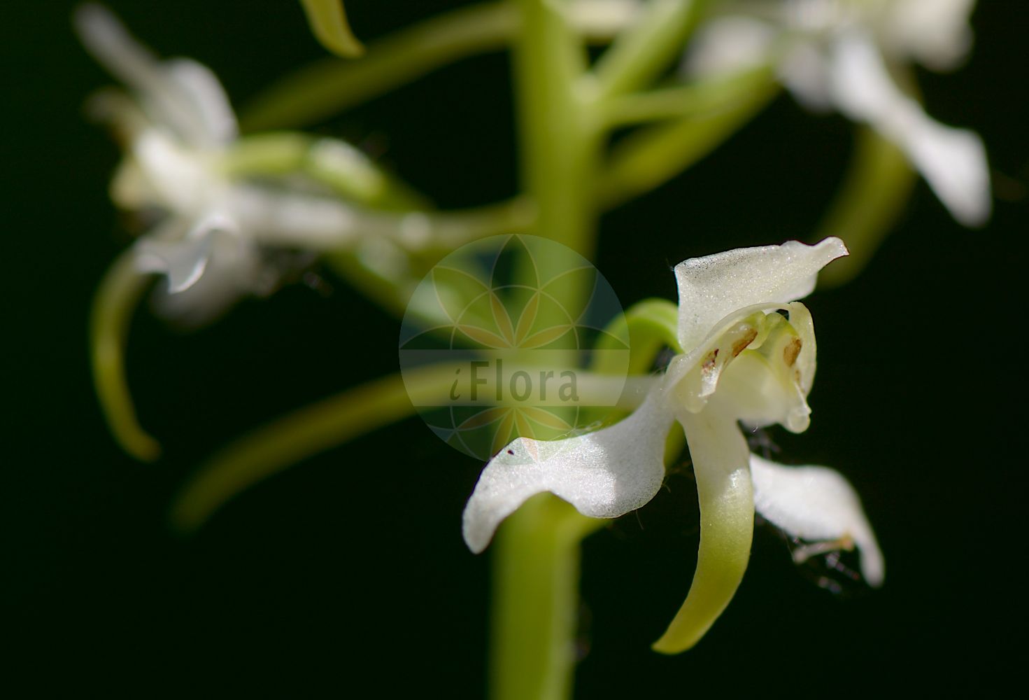 Platanthera chlorantha - Orchidaceae,Plantae,Pteridobiotina,Angiosperms,Asparagales,Orchidaceae,Platanthera,Platanthera chlorantha,Conopsidium platantherum, Gymnadenia chlorantha, Habenaria chlorantha, Habenaria chloroleuca, Habenaria montana, Habenaria virescens, Orchis bifolia var. elatior, Orchis bifolia var. macroglossa, Orchis chlorantha, Orchis montana, Orchis platanthera, Orchis virescens, Platanthera bifolia subsp. chlorantha, Platanthera bifolia subsp. chlorantha, Platanthera bifolia var. montana, Platanthera chlorantha f. bracteata, Platanthera chlorantha f. grandiflora, Platanthera chlorantha var. angustata, Platanthera chlorantha var. grandiflora, Platanthera chlorantha var. gselliana, Platanthera chlorantha var. montana, Platanthera chlorantha var. robusta, Platanthera montana, Platanthera montana var. gselliana, Platanthera virescens, Pseudanthera breadalbanensis,Grünliche Waldhyazinthe;Berg-Waldhyazinthe;Berg-Kuckucksblume;Grünliche Kuckucksblume;Grünliches Breitkölbchen;greater butterfly-orchid;Platanthère à fleurs verdâtres;orchis des montagnes;orchis verdâtre;platanthère des montagnes;platanthère verte;satirión verde;Platantera verdastra;bergnachtorchis;satirião verde;любка зеленоцветковая;çarpık salep;platanterë;platantera de muntanya;zelenkasti dvolist;grönvit nattviol;skov-gøgelilje;podkolan zielonawy;zelenkasti vimenjak;zöldes sarkvirág;vemeník zelenavý;vemenník zelenkastý;любка зеленоквіткова;зеленоцветна платантера;rohekaas käokeel;zaļziedu naktsvijole;grov nattfiol;keltalehdokki;žalsvažiedė blandis;èr yè shé chún lán;二叶舌唇兰