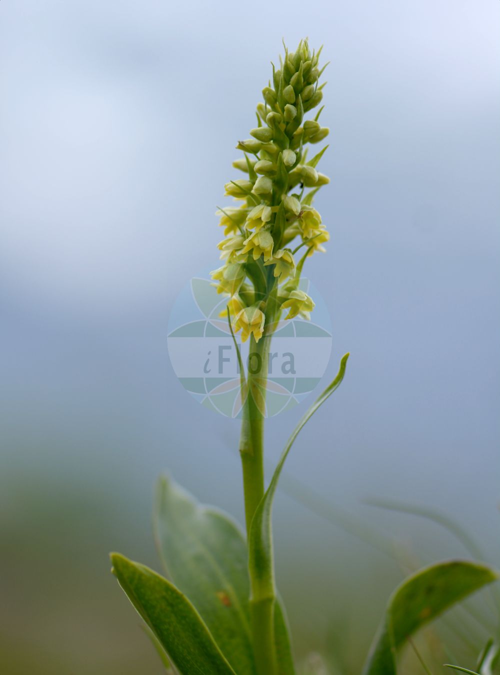 Pseudorchis albida - Orchidaceae,Plantae,Pteridobiotina,Angiosperms,Asparagales,Orchidaceae,Pseudorchis,Pseudorchis albida,Bicchia albida, Bicchia albida var. tricuspis, Blephariglottis albiflora, Chamorchis albida, Coeloglossum albidum, Entaticus albidus, Entaticus albidus var. major, Gymnadenia albida, Gymnadenia albida f. minor, Gymnadenia albida f. subalpina, Gymnadenia albida f. tricuspis, Gymnadenia albida subsp. straminea, Gymnadenia albida var. borensis, Gymnadenia albida var. tricuspis, Gymnadenia straminea, Habenaria albida, Habenaria albida var. straminea, Habenaria densiflora, Habenaria straminea, Habenaria transsilvanica, Leucorchis albida, Leucorchis albida f. breviloba, Leucorchis albida f. lucida, Leucorchis albida f. subalpina, Leucorchis albida f. tricuspis, Leucorchis albida subsp. straminea, Leucorchis albida var. breviloba, Leucorchis albida var. tricuspis, Leucorchis lucida, Leucorchis straminea, Orchis albida, Orchis alpina, Orchis parviflora, Peristylus albidus, Platanthera albida, Platanthera albida var. straminea, Pseudorchis albida f. straminea, Pseudorchis albida f. tricuspis, Pseudorchis albida subsp. albida, Pseudorchis albida subsp. straminea, Pseudorchis albida subsp. tricuspis, Pseudorchis albida var. tricuspis, Pseudorchis alpina, Pseudorchis straminea, Pseudorchis tricuspis, Satyrium albidum, Satyrium scanense, Satyrium trifidum, Sieberia albida,Weißzüngel;Dreizipfliges Weißzüngel;Gewöhnliche Weißzunge;Dreizipflige Weißzunge;Weißliche Höswurz;Weißzunge;Weißzüngel;Weiße Nacktdrüse;Eigentliches Weißzüngel;small-white orchid;small-white orchis;Orchis miel;Pseudorchis blanchâtre;orchis blanc;orchis blanchâtre;Orchide candida;orchidea alpina;witte muggenorchis;леукорхис беловатая;леукорхис соломенный;saleprremë;orquide blanc;bjeličasti vranjak;vityxne;fjällyxne;hvid sækspore;hvid trådspore;hvid sækspore;gołek białawy;belkaste ročice;halovány bibircsvirág;běloprstka bělavá;orhidee;bieloprst belavý;левкорхіс білуватий;белезникава гимнадения;kvitkurle;бели врањак