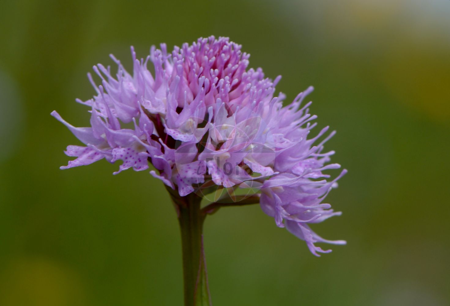 Traunsteinera globosa - Orchidaceae,Plantae,Pteridobiotina,Angiosperms,Asparagales,Orchidaceae,Traunsteinera,Traunsteinera globosa,Nigritella globosa, Orchis globosa, Orchis globosa lus. albiflora, Orchis globosa var. albiflora, Orchis globosa var. angustifolia, Orchis globosa var. dentifera, Orchis globosa var. gracilis, Orchis globosa var. major, Orchis globosa var. prutica, Orchis halleri, Orchites globosus, Traunsteinera globosa f. dentifera, Traunsteinera globosa f. gracilis, Traunsteinera globosa f. major, Traunsteinera globosa f. major, Traunsteinera globosa f. prutica, Traunsteinera globosa lus. albiflora,Kugelorchis;Rote Kugelorchis;Kugel-Knabenkraut;Kugelknabenkraut;Kugelständel;globe orchid;round-headed orchid;Orchis globuleux;Orchide dei pascoli;kogelorchis;траунштейнера шаровидная;top salep;traunsteinerë;okruglasti kaćun;storczyca kulista;navadna oblasta kukavica;gömböskosbor;hlavinka horská;orhidee;pavstavač hlavatý;траунштейнера куляста;кълбест салеп