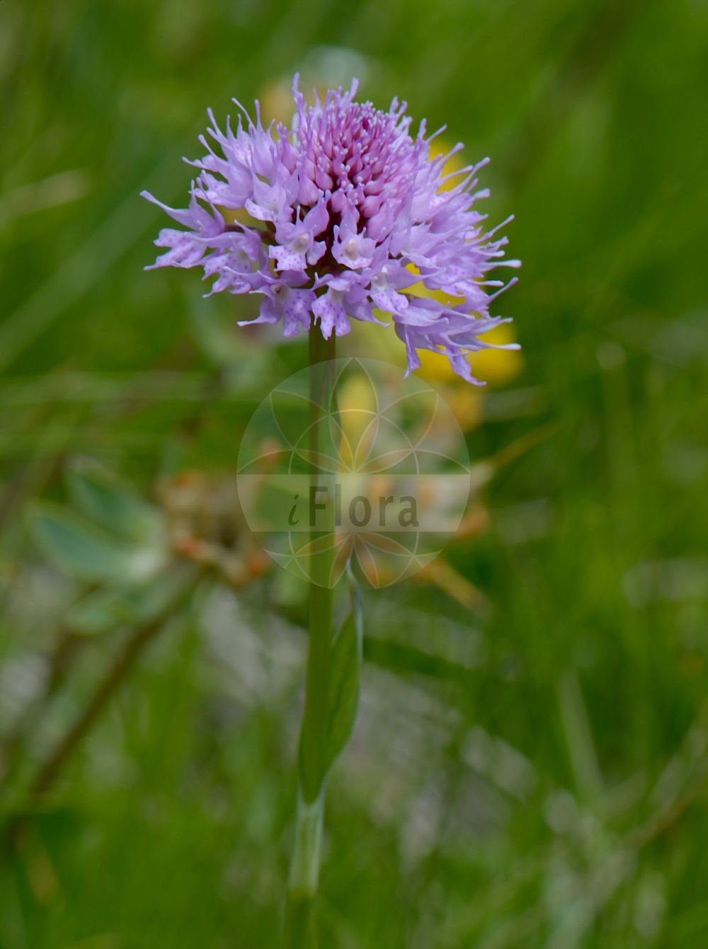 Traunsteinera globosa - Orchidaceae,Plantae,Pteridobiotina,Angiosperms,Asparagales,Orchidaceae,Traunsteinera,Traunsteinera globosa,Nigritella globosa, Orchis globosa, Orchis globosa lus. albiflora, Orchis globosa var. albiflora, Orchis globosa var. angustifolia, Orchis globosa var. dentifera, Orchis globosa var. gracilis, Orchis globosa var. major, Orchis globosa var. prutica, Orchis halleri, Orchites globosus, Traunsteinera globosa f. dentifera, Traunsteinera globosa f. gracilis, Traunsteinera globosa f. major, Traunsteinera globosa f. major, Traunsteinera globosa f. prutica, Traunsteinera globosa lus. albiflora,Kugelorchis;Rote Kugelorchis;Kugel-Knabenkraut;Kugelknabenkraut;Kugelständel;globe orchid;round-headed orchid;Orchis globuleux;Orchide dei pascoli;kogelorchis;траунштейнера шаровидная;top salep;traunsteinerë;okruglasti kaćun;storczyca kulista;navadna oblasta kukavica;gömböskosbor;hlavinka horská;orhidee;pavstavač hlavatý;траунштейнера куляста;кълбест салеп