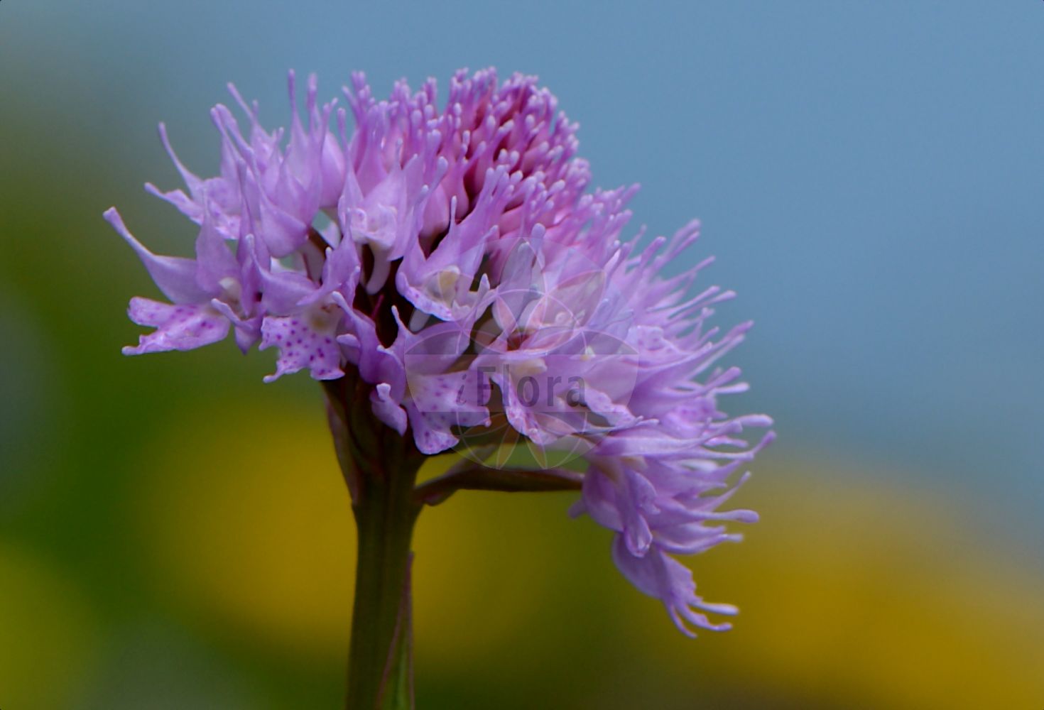 Traunsteinera globosa - Orchidaceae,Plantae,Pteridobiotina,Angiosperms,Asparagales,Orchidaceae,Traunsteinera,Traunsteinera globosa,Nigritella globosa, Orchis globosa, Orchis globosa lus. albiflora, Orchis globosa var. albiflora, Orchis globosa var. angustifolia, Orchis globosa var. dentifera, Orchis globosa var. gracilis, Orchis globosa var. major, Orchis globosa var. prutica, Orchis halleri, Orchites globosus, Traunsteinera globosa f. dentifera, Traunsteinera globosa f. gracilis, Traunsteinera globosa f. major, Traunsteinera globosa f. major, Traunsteinera globosa f. prutica, Traunsteinera globosa lus. albiflora,Kugelorchis;Rote Kugelorchis;Kugel-Knabenkraut;Kugelknabenkraut;Kugelständel;globe orchid;round-headed orchid;Orchis globuleux;Orchide dei pascoli;kogelorchis;траунштейнера шаровидная;top salep;traunsteinerë;okruglasti kaćun;storczyca kulista;navadna oblasta kukavica;gömböskosbor;hlavinka horská;orhidee;pavstavač hlavatý;траунштейнера куляста;кълбест салеп