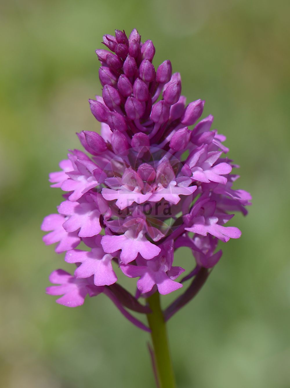 Anacamptis pyramidalis - Orchidaceae,Plantae,Pteridobiotina,Angiosperms,Asparagales,Orchidaceae,Anacamptis,Anacamptis pyramidalis,Aceras pyramidale, Aceras pyramidalis var. brachystachys, Anacamptis pyramidalis subsp. brachystachys, Anacamptis pyramidalis var. albiflora, Anacamptis pyramidalis var. brachystachys, Orchis pyramidalis,Pyramiden-Knabenkraut;Pyramidenorchis;Hundswurz;Pyramiden-Spitzorchis;Kammständel;Gewöhnliche Spitzorchis;Spitzorchis;Tanay-Spitzorchis;pyramidal orchid;Orchis pyramidal;Orchis pyramidal de Tanay;anacamptis de Tanaye;anacamptis en pyramide;orquidea piramidal;orquídea piramidal;orquídea piramidale;Orchide;orchidea pyramidale;orchide piramidale;hondskruid;pyramide orchis;orquidia-piramidal;orquídia-piramidal;orquídea-piramidal;satirião-menor;анакамптис пирамидальный;sivri salep;anakampta piramidale;anakamptë;barretet;flor caputxina;crvena vratiželja;salepsrot;horndrager;koślaczek stożkowaty;piramidasti pilovec;vitézvirág;rudohlávek jehlancovitý;bujor;červenohlav ihlanovitý;анакамптис пірамідальний;обикновен анакамптис;püramiidjas koerakäpp;ben-sachlav tzenfi;בֶּן=סַחְלָב צְרִיפִי;orkida piramidali