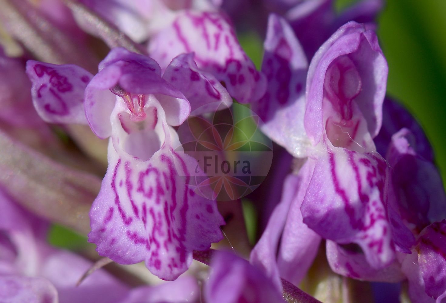 Dactylorhiza incarnata - Orchidaceae,Plantae,Pteridobiotina,Angiosperms,Asparagales,Orchidaceae,Dactylorhiza,Dactylorhiza incarnata,Dactylorchis incarnata, Dactylorchis incarnata var. rhombeilabia, Dactylorhiza strictifolia, Orchis incarnata, Orchis incarnata f. fraasii, Orchis incarnata f. retusa, Orchis incarnata f. rhombeilabia, Orchis incarnata subsp. fraasii, Orchis incarnata var. fraasii, Orchis latifolia subsp. incarnata, Orchis latifolia subsp. incarnata, Orchis latifolia var. incarnata, Orchis maculata subsp. incarnata, Orchis mixta var. incantata,Fleischrote Fingerwurz;Steifblättrige Fingerwurz;Fleischfarbenes Knabenkraut;Blassgelbes Knabenkraut;Blutrote Kuckucksblume;Blassgelbe Kuckucksblume;Blutrotes Knabenkraut;Steifblättriges Knabenkraut;Fleischrote Kuckucksblume;Fleischrotes Knabenkraut;early marsh-orchid;marsh orchid;Orchis incarnat;Orchide palmata;vleeskleurige orchis;satirião-bastardo;пальчатокоренник мясо-красный;ятрышник мясо-красный;azsalep;daktilorhizë;kukuljičasti kaćun;ängsnycklar;kødfarvet gøgeurt;kukułka krwista;stoplamek krwisty;storczyk krwisty;mesnordeča prstasta kukavica;hússzínű ujjaskosbor;prstnatec pleťový;vstavačovec strmolistý pravý;месночервен салеп;kahkjaspunane sõrmkäpp;stāvlapu dzegužpirkstīte;engmarihand;punakämmekkä;raudonoji gegūnė