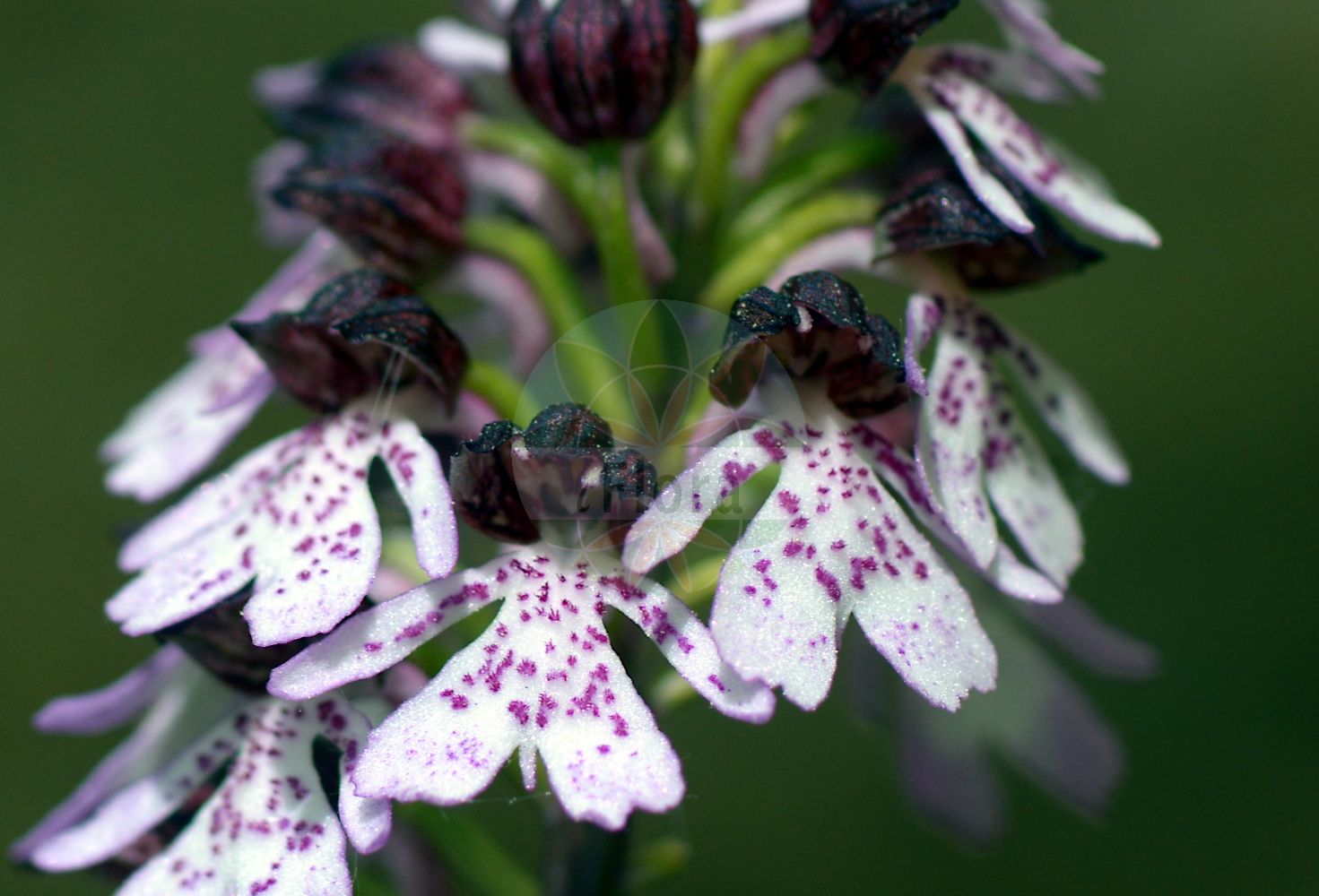Orchis purpurea - Orchidaceae,Plantae,Pteridobiotina,Angiosperms,Asparagales,Orchidaceae,Orchis,Orchis purpurea,Orchis militaris subsp. purpurea, Orchis militaris var. fusca, Orchis militaris var. purpurea, Orchis purpurea f. vulgaris, Orchis purpurea var. moravica,Purpur-Knabenkraut;Braunrotes Knabenkraut;Dunkelrote Orchis;lady orchid;Orchis pourpré;orchis brun;orchis casque;orquídea de la dama;Orchide maggiore;bruine orchis;puperorchis;ятрышник пурпурный;hasancık;salep;orquis purpuri;grimizni kaćun;stornycklar;stor gøgeurt;storczyk purpurowy;škrlatnordeča kukavica;bíboros kosbor;vstavač nachový;gemanarita;vstavač purpurový;зозулинець пурпуровий;пурпурен салеп