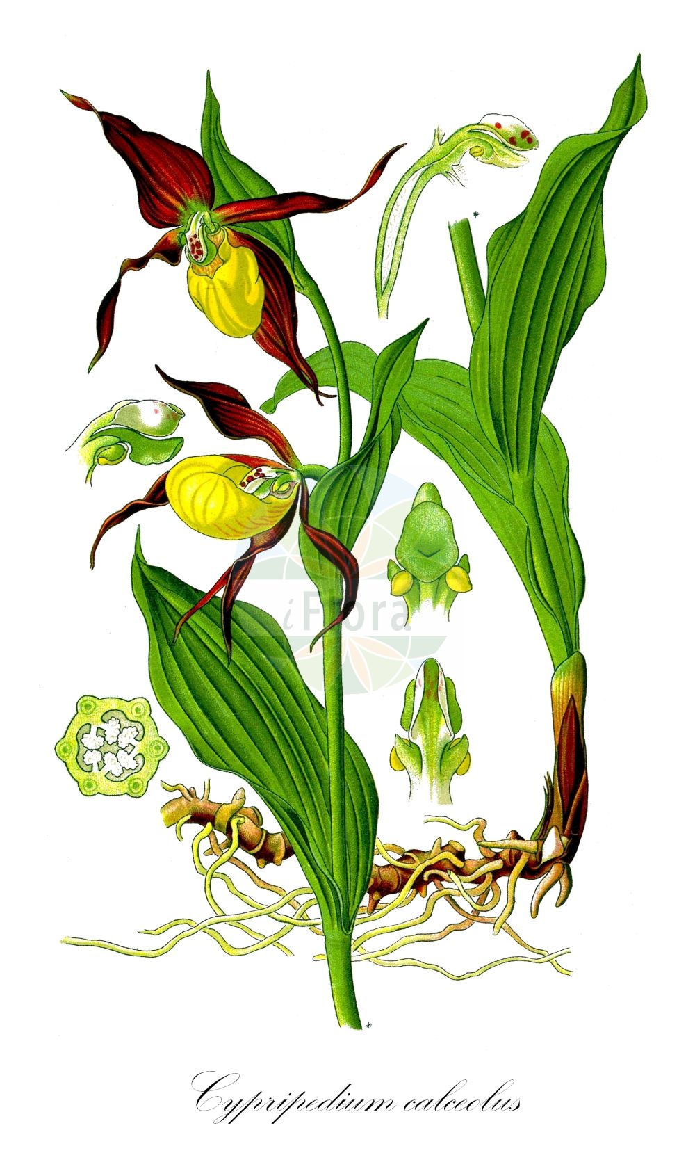 Cypripedium calceolus - Orchidaceae,Plantae,Pteridobiotina,Angiosperms,Asparagales,Orchidaceae,Cypripedium,Cypripedium calceolus,Calceolus alternifolius, Calceolus marianus, Cypripedilon marianus, Cypripedium alternifolium, Cypripedium atsmori, Cypripedium boreale, Cypripedium calceolus f. grandifolium, Cypripedium calceolus f. triflorum, Cypripedium calceolus prol. biflorum, Cypripedium calceolus var. bellum, Cypripedium calceolus var. biflorum, Cypripedium calceolus var. citrina, Cypripedium calceolus var. citrinum, Cypripedium calceolus var. viridiflora, Cypripedium calceolus var. viridiflorum, Cypripedium cruciatum, Cypripedium ferrugineum, Cypripedium guttatum subsp. microsaccos, Cypripedium microsaccos,Frauenschuh;Echter Frauenschuh;Gelber Frauenschuh;Marien-Frauenschuh;Europäischer Frauenschuh;lady's-slipper;lady's slipper orchid;Sabot de Vénus;cypripède;cypripède sabot;pantoufle de Notre-Dame;sabot de la Vierge;soulier de la Vierge;chapín;zapaticos de la Virgen;zueco;Pianelle della Madonna;pianelle delle Madonna;vrouwenschoentje;башмачек обыкновенный;венерин башмачок настоящий;lulepantofël;sabatetes;sabatetes de la Mare de Déu;gospina papučica;guckusko;fruesko;obuwik pospolity;lepi čeveljc;boldogasszony papucsa;papucskosbor;rigópohár;Vénusz sarucska;střevíčník pantoflíček;papuc-doamnei;črievičník papučkový;зозулині черевички справжн;венерина обувка;kaunis kuldking;dzeltenā dzegužkurpitė;marisko;lehtotikankontti;plačialapė klumpaitė;biāo lán;杓兰
