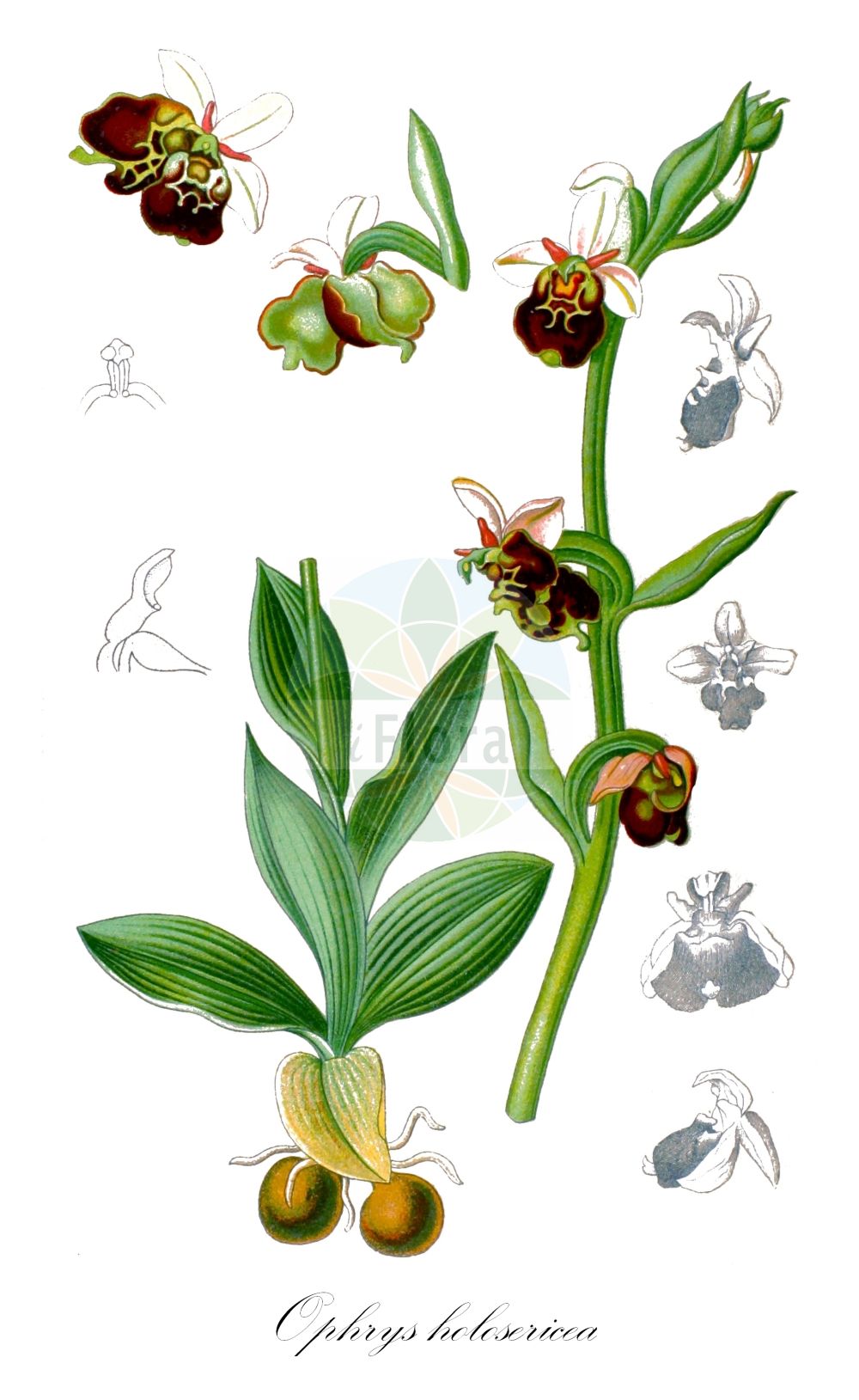 Ophrys - Orchidaceae,Biota,Plantae,Pteridobiotina,Tracheophyta,Liliopsida,Asparagales,Orchidaceae,Ophrys,Arachnites, Myodium