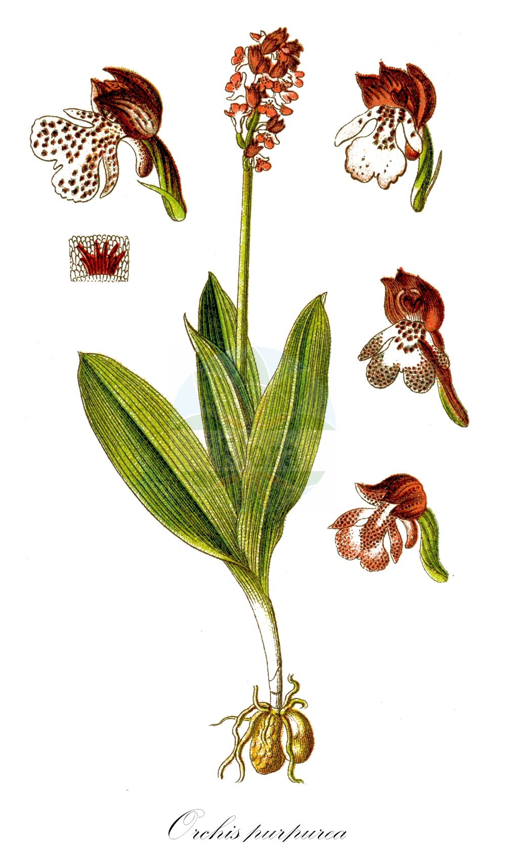 Orchis purpurea - Orchidaceae,Plantae,Pteridobiotina,Angiosperms,Asparagales,Orchidaceae,Orchis,Orchis purpurea,Orchis militaris subsp. purpurea, Orchis militaris var. fusca, Orchis militaris var. purpurea, Orchis purpurea f. vulgaris, Orchis purpurea var. moravica,Purpur-Knabenkraut;Braunrotes Knabenkraut;Dunkelrote Orchis;lady orchid;Orchis pourpré;orchis brun;orchis casque;orquídea de la dama;Orchide maggiore;bruine orchis;puperorchis;ятрышник пурпурный;hasancık;salep;orquis purpuri;grimizni kaćun;stornycklar;stor gøgeurt;storczyk purpurowy;škrlatnordeča kukavica;bíboros kosbor;vstavač nachový;gemanarita;vstavač purpurový;зозулинець пурпуровий;пурпурен салеп
