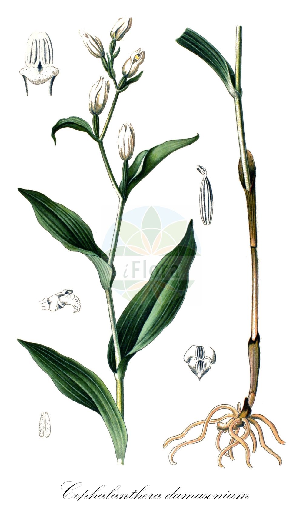 Cephalanthera damasonium - Orchidaceae,Plantae,Pteridobiotina,Angiosperms,Asparagales,Orchidaceae,Cephalanthera,Cephalanthera damasonium,Cephalanthera alba, Cephalanthera alba var. adenophora, Cephalanthera damasonium f. collina, Cephalanthera damasonium f. gracilis, Cephalanthera damasonium f. spicata, Cephalanthera damasonium var. ochroleuca, Cephalanthera lancifolia, Cephalanthera latifolia, Cephalanthera latifolia f. adenophora, Cephalanthera latifolia f. collina, Cephalanthera latifolia f. gracilis, Cephalanthera latifolia f. pienena, Cephalanthera latifolia f. spicata, Cephalanthera ochroleuca, Cephalanthera pallens subsp. ochroleuca, Cephalanthera pallens var. collina, Cephalanthera pallens var. gracilis, Cephalanthera pallens var. pienena, Cephalanthera yuennanensis, Cymbidium pallens, Epipactis alba, Epipactis alba f. spicata, Epipactis lancifolia, Epipactis ochroleuca, Serapias damasonium, Serapias grandiflora subsp. lancifolia, Serapias lancifolia, Serapias lancifolia, Serapias latifolia, Serapias ochroleuca, Serapias pallens, Serapias tota-alba,Bleiches Waldvöglein;Bleiches Waldvögelein;Weißes Waldvöglein;Breitblatt-Waldvöglein;Weißes Waldvögelein;white helleborine;Céphalanthère blanche;Céphalanthère de Damas;céphalanthère blanchâtre;elléborine blanche;céphalanthère à grandes fleurs;helléborine;cefalantera;Cefalantera bianca;elleborine gialognola;bleek bosvogeltje;пыльцеголовник крупноцветковый;ormankuşçuğu;cefalanterë;curraià de Damas;curraià pál·lid;bijela naglavica;stor skogslilja;hvidgul skovlilje;buławnik wielkokwiatowy;bleda naglavka;csinos ezerjófű;okrotice bílá;căpșunică;prilbovka biela;булатка великоквіткова;бял главопрашник