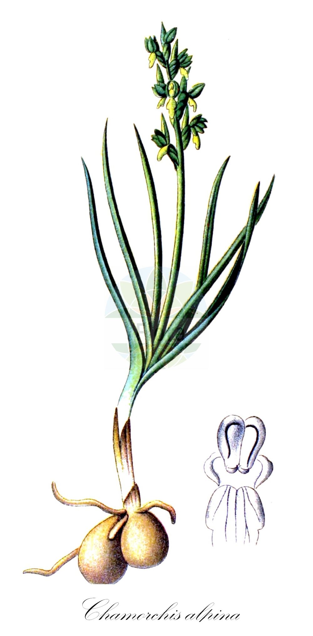 Chamorchis alpina - Orchidaceae,Plantae,Pteridobiotina,Angiosperms,Asparagales,Orchidaceae,Chamorchis,Chamorchis alpina,Aceras alpinum, Arachnites alpina, Chamaerepes alpina, Epipactis alpina, Herminium alpinum, Herminium alpinum, Ophrys alpina, Orchis alpina, Orchis graminea, Satyrium alpinum,Zwergorchis;Zwergständel;false orchid;false musk orchid;Chamorchis des Alpes;orchis nain des Alpes;herminie des Alpes;Gramignola alpina;testicolo gramignole;dwergorchis;ятрышничек альпийский;dvärgyxne;puckellæbe;potrostek alpejski;alpska cepetuljka;sângele voinicului;fjellkurle