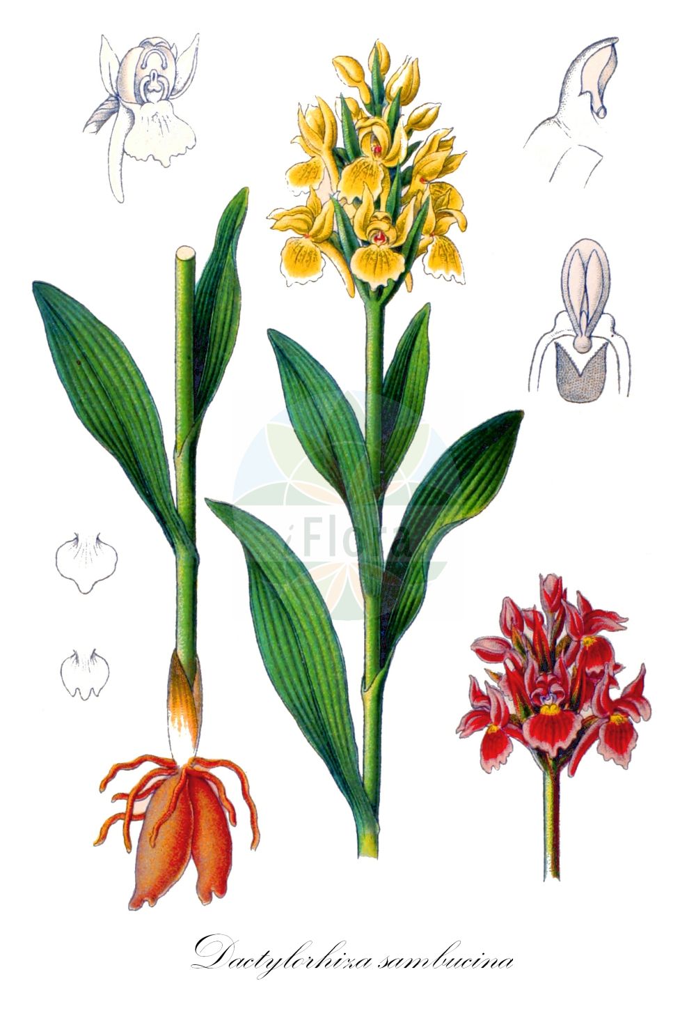 Dactylorhiza sambucina - Orchidaceae,Plantae,Pteridobiotina,Angiosperms,Asparagales,Orchidaceae,Dactylorhiza,Dactylorhiza sambucina,Dactylorchis sambucina, Dactylorhiza fasciculata, Dactylorhiza fasciculata, Dactylorhiza latifolia f. rubra, Dactylorhiza sambucina f. chusae, Dactylorhiza sambucina f. hybrida, Dactylorhiza sambucina f. robusta, Dactylorhiza sambucina f. rubra, Dactylorhiza sambucina f. rubrobracteata, Dactylorhiza sambucina lus. incarnata, Dactylorhiza sambucina subsp. laurentina, Dactylorhiza sambucina var. hungarica, Dactylorhiza sambucina var. hybrida, Dactylorhiza sambucina var. laurentina, Dactylorhiza sambucina var. rubrobracteata, Orchis fasciculata, Orchis guffroyi, Orchis incarnata, Orchis incarnata var. sambucina, Orchis laurentina, Orchis lutea, Orchis maculata subsp. sambucina, Orchis pseudosambucina var. fasciculata, Orchis pseudosambucina var. fasciculata, Orchis saccata, Orchis salina, Orchis sambucina, Orchis sambucina f. barlae, Orchis sambucina f. bracteata, Orchis sambucina f. hungarica, Orchis sambucina f. lanceolata, Orchis sambucina f. laurentina, Orchis sambucina f. obovata, Orchis sambucina f. purpurea, Orchis sambucina f. rubrobracteata, Orchis sambucina f. rubrobracteata, Orchis sambucina f. tripartita, Orchis sambucina lus. hybrida, Orchis sambucina lus. incarnata, Orchis sambucina lus. lutea, Orchis sambucina lus. luteopurpurea, Orchis sambucina lus. rubra, Orchis sambucina subsp. asturica, Orchis sambucina subsp. laurentina, Orchis sambucina subsp. laurentina, Orchis sambucina subvar. luteopurpurea, Orchis sambucina subvar. purpurea, Orchis sambucina unr. laurentina, Orchis sambucina var. bracteata, Orchis sambucina var. candida, Orchis sambucina var. hungarica, Orchis sambucina var. incarnata, Orchis sambucina var. incarnata, Orchis sambucina var. laurentina, Orchis sambucina var. lutea, Orchis sambucina var. purpurascens, Orchis sambucina var. purpurea, Orchis sambucina var. robusta, Orchis sambucina var. rubra, Orchis sambucina var. rubriflora, Orchis schleicheri,Holunder-Fingerwurz;Holunder-Knabenkraut;Holunder-Kuckucksblume;elder-flowered orchid;Orchis à odeur de sureau;orchis sureau;orquídea sáuco;Orchide sambucina;giglio sambucino;gele vlierorchis;пальчатокоренник бузинный;daktilorhizë;orquis sambucí;bazgin kaćun;Adam och Eva;hylde-gøgeurt;kukułka bzowa;stoplamek bzowy;storczyk bzowy;bezgova prstasta kukavica;bodzaszagú ujjaskosbor;prstnatec bezový;bujor;poronoic;vstavačovec bazový;бязов салеп;leeder-sõrmkäpp;systermarihand;seljakämmekkä