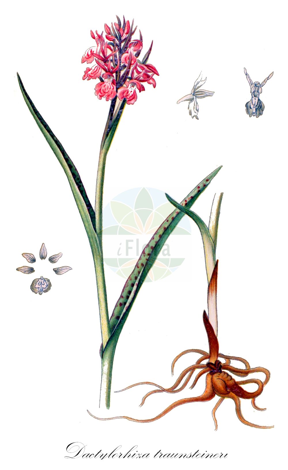 Dactylorhiza majalis subsp. lapponica - Orchidaceae,Plantae,Pteridobiotina,Angiosperms,Asparagales,Orchidaceae,Dactylorhiza,Dactylorhiza majalis,Dactylorhiza majalis subsp. lapponica,Dactylorchis curvifolia, Dactylorchis gracilis, Dactylorchis lapponica, Dactylorchis pseudocordigera, Dactylorchis traunsteineri, Dactylorchis traunsteineri var. klingei, Dactylorchis traunsteineri var. rhombilabris, Dactylorhiza angustata, Dactylorhiza bohemica, Dactylorhiza carpatica, Dactylorhiza comosa subsp. turfosa, Dactylorhiza curvifolia, Dactylorhiza delphinensis, Dactylorhiza devillersiorum, Dactylorhiza fuchsii subsp. carpatica, Dactylorhiza gracilis, Dactylorhiza irenica, Dactylorhiza lapponica, Dactylorhiza lapponica subsp. angustata, Dactylorhiza lapponica subsp. rhaetica, Dactylorhiza lapponica var. pseudocordigera, Dactylorhiza maculata subsp. schurii, Dactylorhiza maculata var. schurii, Dactylorhiza majalis subsp. traunsteineri, Dactylorhiza majalis subsp. turfosa, Dactylorhiza majalis var. eboracensis, Dactylorhiza pseudocordigera, Dactylorhiza pycnantha, Dactylorhiza rhaetica, Dactylorhiza rhenana, Dactylorhiza rigida, Dactylorhiza schurii, Dactylorhiza steegeri, Dactylorhiza suevica, Dactylorhiza traunsteineri, Dactylorhiza traunsteineri subsp. bohemica, Dactylorhiza traunsteineri subsp. carpatica, Dactylorhiza traunsteineri subsp. curvifolia, Dactylorhiza traunsteineri subsp. hibernica, Dactylorhiza traunsteineri subsp. irenica, Dactylorhiza traunsteineri subsp. lapponica, Dactylorhiza traunsteineri subsp. pycnantha, Dactylorhiza traunsteineri subsp. rhaetica, Dactylorhiza traunsteineri subsp. schurii, Dactylorhiza traunsteineri subsp. turfosa, Dactylorhiza traunsteineri subsp. vosagiaca, Dactylorhiza traunsteineri subsp. wirtgenii, Dactylorhiza traunsteineri var. blyttii, Dactylorhiza traunsteineri var. curvifolia, Dactylorhiza traunsteineri var. estonica, Dactylorhiza traunsteineri var. mielichhoferi, Dactylorhiza traunsteineri var. nylandri, Dactylorhiza traunsteineri var. recurva, Dactylorhiza traunsteineri var. tarbatonica, Dactylorhiza traunsteineri var. vosagiaca, Dactylorhiza vironii, Dactylorhiza vosagiaca, Dactylorhiza wirtgenii, Orchis angustata, Orchis angustifolia f. acuminata, Orchis angustifolia f. ammatica, Orchis angustifolia f. amplivaginata, Orchis angustifolia f. angustivaginata, Orchis angustifolia f. anziensis, Orchis angustifolia f. brevispicata, Orchis angustifolia f. comosa, Orchis angustifolia f. densiflora, Orchis angustifolia f. densissima, Orchis angustifolia f. densiuscula, Orchis angustifolia f. fichtenbergii, Orchis angustifolia f. friesii, Orchis angustifolia f. gracilis, Orchis angustifolia f. immaculata, Orchis angustifolia f. immaculata, Orchis angustifolia f. laxa, Orchis angustifolia f. laxiflora, Orchis angustifolia f. laxiuscula, Orchis angustifolia f. lehnertii, Orchis angustifolia f. levaschevoica, Orchis angustifolia f. longispicata, Orchis angustifolia f. oblonga, Orchis angustifolia f. obtusifolia, Orchis angustifolia f. paanajaervica, Orchis angustifolia f. papjerwica, Orchis angustifolia f. perhoica, Orchis angustifolia f. pulcherrima, Orchis angustifolia f. reichenbachii, Orchis angustifolia f. remota, Orchis angustifolia f. rosiensis, Orchis angustifolia f. sauteri, Orchis angustifolia f. schmidtii, Orchis angustifolia f. schurii, Orchis angustifolia f. spathulata, Orchis angustifolia f. spathulata, Orchis angustifolia f. subcurva, Orchis angustifolia f. suberecta, Orchis angustifolia f. tiudiensis, Orchis angustifolia subf. conferta, Orchis angustifolia subf. densata, Orchis angustifolia subf. dissita, Orchis angustifolia subf. elegantior, Orchis angustifolia subf. filiformis, Orchis angustifolia subf. immaculata, Orchis angustifolia subf. immaculata, Orchis angustifolia subf. immaculata, Orchis angustifolia subf. immaculata, Orchis angustifolia subf. immaculata, Orchis angustifolia subf. immaculata, Orchis angustifolia subf. immaculata, Orchis angustifolia subf. immaculata, Orchis angustifolia subf. intermedia, Orchis angustifolia subf. laxata, Orchis angustifolia subf. maculata, Orchis angustifolia subf. strictior, Orchis angustifolia subf. subcurva, Orchis angustifolia subf. superans, Orchis angustifolia subf. venusta, Orchis angustifolia subsp. friesii, Orchis angustifolia subsp. pycnantha, Orchis angustifolia subsp. subcapitata, Orchis angustifolia subsp. traunsteineri, Orchis angustifolia var. abeliana, Orchis angustifolia var. acuminata, Orchis angustifolia var. blyttii, Orchis angustifolia var. brevifolia, Orchis angustifolia var. curvifolia, Orchis angustifolia var. elongata, Orchis angustifolia var. erecta, Orchis angustifolia var. estonica, Orchis angustifolia var. gracillima, Orchis angustifolia var. immaculata, Orchis angustifolia var. lapponica, Orchis angustifolia var. mielichhoferi, Orchis angustifolia var. nylandri, Orchis angustifolia var. patens, Orchis angustifolia var. poenalica, Orchis angustifolia var. pusilla, Orchis angustifolia var. recurva, Orchis angustifolia var. reolana, Orchis angustifolia var. rigidula, Orchis angustifolia var. sanionis, Orchis angustifolia var. sauteri, Orchis angustifolia var. stricta, Orchis angustifolia var. superba, Orchis angustifolia var. tarbatonica, Orchis angustifolia var. tenuifolia, Orchis curvifolia, Orchis gracilis, Orchis incarnata var. angustifolia, Orchis incarnata var. traunsteineri, Orchis lapponica, Orchis latifolia var. angustifolia, Orchis latifolia var. eboracensis, Orchis latifolia var. lapponica, Orchis latifolia var. traunsteineri, Orchis maculata f. schurii, Orchis maculata subsp. lapponica, Orchis maculata subsp. traunsteineri, Orchis maculata var. recurva, Orchis maculata var. schurii, Orchis majalis var. eborensis, Orchis pseudocordigera, Orchis pseudotraunsteineri subsp. suevica, Orchis recurva, Orchis rhenana, Orchis rigida, Orchis sambucina var. subalpina, Orchis steegeri, Orchis traunsteineri, Orchis traunsteineri var. schurii, Orchis wirtgenii,Lappländische Fingerwurz;Traunsteiners Fingerwurz;Traunsteiners Knabenkraut;Traunsteiners Kuckucksblume;Sichelblättriges Knabenkraut;Ostsee-Knabenkraut;Lappland-Fingerwurz;Lappland-Knabenkraut;Lappländisches Knabenkraut;Vogesen-Fingerwurz;narrow-leaved marsh-orchid;lapland marsh-orchid;baltic marsh orchid;broad-leaved marsh orchid;common marsh orchid;fan orchid;irish marsh-orchid;western marsh orchid;Orchis de Traunsteiner;Orchis de Laponie;orchis de Scandinavie;Orchide di Traunsteiner;Orchide della Lapponia;smalbladige orchis;Lapland orchis;smalle orchis;пальчатокоренник Tраунштейнера;пальчатокоренник дуголистный;kaćun;sumpnycklar;lappnycklar;kukułka Ruthego;kukułka lapońska;kukułka Traunsteinera;stoplamek lapoński;stoplamek Ruthego;storczyk lapoński;stoplamek Traunsteinera;storczyk Ruthego;storczyk Traunsteinera;traunsteinerjeva prstasta kukavica;lapp ujjaskosbor;prstnatec Traunsteinerův;prstnatec Russowův;vstavačovec Traunsteinerov;vstavačovec;smalmarihand;lappmarihand;kaitakämmekkä;siauralapė gegūnė