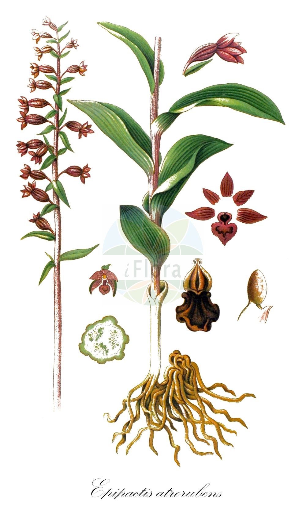 Epipactis atrorubens - Orchidaceae,Plantae,Pteridobiotina,Angiosperms,Asparagales,Orchidaceae,Epipactis,Epipactis atrorubens,Amesia atropurpurea, Amesia rubiginosa, Epipactis atropurpurea, Epipactis atropurpurea f. pallens, Epipactis atropurpurea subvar. lutescens, Epipactis atropurpurea subvar. virescens, Epipactis atropurpurea var. leviconica, Epipactis atropurpurea var. longibracteata, Epipactis atropurpurea var. majoriflora, Epipactis atrorubens f. angustifolia, Epipactis atrorubens f. latifolia, Epipactis atrorubens f. longibracteata, Epipactis atrorubens f. majoriflora, Epipactis atrorubens f. orbicularis, Epipactis atrorubens f. pallens, Epipactis atrorubens f. sirneensis, Epipactis atrorubens subsp. borbasii, Epipactis atrorubens subsp. danubialis, Epipactis atrorubens subsp. spiridonovii, Epipactis atrorubens subsp. subclausa, Epipactis atrorubens subsp. triploidea, Epipactis atrorubens subvar. albiflora, Epipactis atrorubens subvar. borbasii, Epipactis atrorubens subvar. lutescens, Epipactis atrorubens subvar. radnensis, Epipactis atrorubens subvar. suboppositifolia, Epipactis atrorubens subvar. viridiflora, Epipactis atrorubens var. atrata, Epipactis atrorubens var. bicolor, Epipactis atrorubens var. dilatata, Epipactis atrorubens var. macedonica, Epipactis atrorubens var. media, Epipactis atrorubens var. stenopetala, Epipactis atrorubens var. triploidea, Epipactis cruenta, Epipactis danubialis, Epipactis helleborine subsp. viridans, Epipactis helleborine var. rubiginosa, Epipactis helleborine var. viridans, Epipactis latifolia, Epipactis latifolia f. viridans, Epipactis latifolia prol. rubiginosa, Epipactis latifolia subsp. atrorubens, Epipactis latifolia subsp. rubiginosa, Epipactis latifolia subvar. lutescens, Epipactis latifolia var. atropurpurea, Epipactis latifolia var. atrorubens, Epipactis latifolia var. atrorubens, Epipactis latifolia var. minor, Epipactis latifolia var. rubiginosa, Epipactis latifolia var. viridans, Epipactis latifolia var. viridans, Epipactis macropodia, Epipactis media, Epipactis microphylla, Epipactis persica subsp. danubialis, Epipactis rubiginosa, Epipactis rubiginosa, Epipactis rubiginosa f. latifolia, Epipactis rubiginosa lus. viridiflora, Epipactis rubiginosa var. orbicularis, Epipactis spiridonovii, Epipactis subclausa, Epipactis thessala, Epipactis viridans, Epipactis viridans, Helleborine atropurpurea, Helleborine atropurpurea f. alternifolia, Helleborine atropurpurea f. borbasii, Helleborine atropurpurea f. latifolia, Helleborine atropurpurea f. leviconica, Helleborine atropurpurea f. orbicularis, Helleborine atropurpurea f. radnensis, Helleborine atropurpurea f. suboppositifolia, Helleborine atropurpurea lus. lutescens, Helleborine atropurpurea lus. pallens, Helleborine atropurpurea lus. viridiflora, Helleborine atropurpurea var. dilatata, Helleborine atrorubens, Helleborine media, Helleborine rubiginosa, Helleborine viridans, Helleborine viridans prol. rubiginosa, Limodorum rubiginosum, Serapias atrorubens, Serapias latifolia, Serapias latifolia unr. atrorubens, Serapias sylvestris,Braunrote Ständelwurz;Braunrote Stendelwurz;Rotbraune Ständelwurz;Braune Ständelwurz;Rotbraune Stendelwurz;dark-red helleborine;dark red helleborine;royal helleborine;Epipactis pourpre noirâtre;elléborine grenat;elléborine rouge;épipactis brun rouge;épipactis d'un rouge foncé;épipactis pourpre noirâtre;épipactis rouge noirâtre;colorete de epipactis;heleborina rojo oscuro;Elleborine violacea;elleborine crestata;bruinrode wespenorchis;heleborinha-real;heleborinha-vermelho-escuro;дремлик темно-красный;albindallı;epipakt;epipactis vermella;tamnocrvena kruščika;purpurknipprot;rød hullæbe;kruszczyk rdzawoczerwony;temnordeča močvirnica;vörösbarna nőszőfű;kruštík tmavočervený;mlăștiniță;kruštík tmavočervený;коручка темно-червона;червенокафяв дремник;tumepunane neiuvaip;tumšsarkanā dzeguzene;raudflangre;tummaneidonvaippa;tamsialapis skiautalūpis