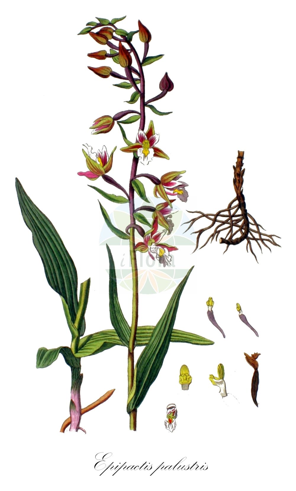 Epipactis palustris - Orchidaceae,Plantae,Pteridobiotina,Angiosperms,Asparagales,Orchidaceae,Epipactis,Epipactis palustris,Amesia palustris, Arthrochilium palustre, Calliphyllon palustre, Cymbidium palustre, Epipactis palustris f. albiflora, Epipactis palustris f. ampla, Epipactis palustris f. elongata, Epipactis palustris f. ericetorum, Epipactis palustris f. gracilis, Epipactis palustris f. longibracteata, Epipactis palustris f. macrostachya, Epipactis palustris f. ochroleuca, Epipactis palustris f. pumila, Epipactis palustris f. purpurea, Epipactis palustris f. rectilinguis, Epipactis palustris f. robusta, Epipactis palustris f. silvatica, Epipactis palustris f. submersa, Epipactis palustris f. tricolor, Epipactis palustris lus. ochroleuca, Epipactis palustris lus. tricolor, Epipactis palustris lus. violacea, Epipactis palustris subsp. salina, Epipactis palustris var. albiflora, Epipactis palustris var. albiflora, Epipactis palustris var. elatior, Epipactis palustris var. ericetorum, Epipactis palustris var. ochroleuca, Epipactis palustris var. parvifolia, Epipactis palustris var. purpurea, Epipactis palustris var. robusta, Epipactis palustris var. silvatica, Epipactis salina, Helleborine palustris, Helleborine palustris, Helleborine palustris f. ampla, Helleborine palustris f. ericetorum, Helleborine palustris f. gracilis, Helleborine palustris f. longibracteata, Helleborine palustris f. parvifolia, Helleborine palustris f. rectilinguis, Helleborine palustris f. silvatica, Helleborine palustris f. submersa, Helleborine palustris lus. albiflora, Helleborine palustris lus. ochroleuca, Helleborine palustris lus. purpurea, Helleborine palustris lus. tricolor, Helleborine palustris lus. violacea, Helleborine palustris var. ericetorum, Limodorum palustre, Serapias helleborine var. palustris, Serapias longiflora, Serapias palustris,Sumpf-Ständelwurz;Sumpf-Stendelwurz;Echte Sumpfwurz;marsh helleborine;Epipactis des marais;épipactis des marais;elléborine des marais;heleborina de las ciénagas;heleborina de los pantanos;orquídea de los pantanos;Elleborine palustre;moeras-wespenorchis;moeraswespenorchis;heleborinha-de-los-pântanos;дремлик болотный;danakıran otu;epipakt;epipactis palustre;močvarna kruščika;kärrknipprot;sump-hullæbe;kruszczyk błotny;navadna močvirnica;mocsári nőszőfű;kruštík bahenní;mlăştiniţă;kruštík močiarny;коручка болотна;блатен дремник;soo-neiuvaip;purva dzeguzene;myrflangre;suoneidonvaippa;pelkinis skiautalūpis;xīn jiāng huǒ shāo lán;新疆火烧兰