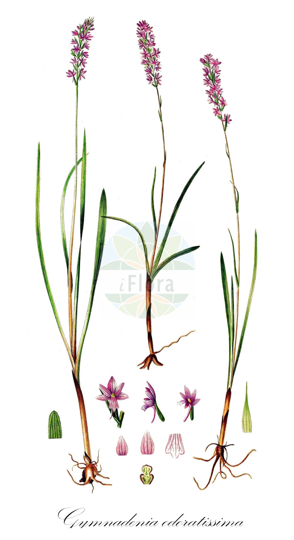 Gymnadenia odoratissima - Orchidaceae,Plantae,Pteridobiotina,Angiosperms,Asparagales,Orchidaceae,Gymnadenia,Gymnadenia odoratissima,Gymnadenia odoratissima f. borealis, Gymnadenia odoratissima f. carpathica, Gymnadenia odoratissima f. carpathica, Gymnadenia odoratissima f. stenostachya, Gymnadenia odoratissima lus. alba, Gymnadenia odoratissima var. borealis, Gymnadenia odoratissima var. carpathica, Gymnadenia odoratissima var. carpathica, Gymnadenia odoratissima var. ecalcarata, Gymnadenia odoratissima var. idea, Gymnadenia odoratissima var. macrocheilea, Gymnadenia odoratissima var. stenostachya, Gymnadenia odoratissima var. suaveolens, Gymnadenia rhodopea, Habenaria odoratissima, Orchis conopsea subsp. odoratissima, Orchis erubescens, Orchis erubescens, Orchis odoratissima, Satyrium odoratissimum,Wohlriechende Handwurz;Wohlriechende Händelwurz;Duft-Händelwurz;short-spurred fragrant orchid;Gymnadénie odorante;gymnadénie très odorante;orchis odorant;orchis très odorant;Manina profumata;orchidea odorosa;welriekende muggenorchis;кокушник ароматнейший;кокушник душистый;mirisni vranjak;doftyxne;luktsporre;gółka wonna;dehteči kukovičnik;iószagú bibircsvirág;pětiprstka vonná;päťprstnica voňavá;билинець найзапашніший;lõhnav käoraamat;рочице;kvapusis plauretis