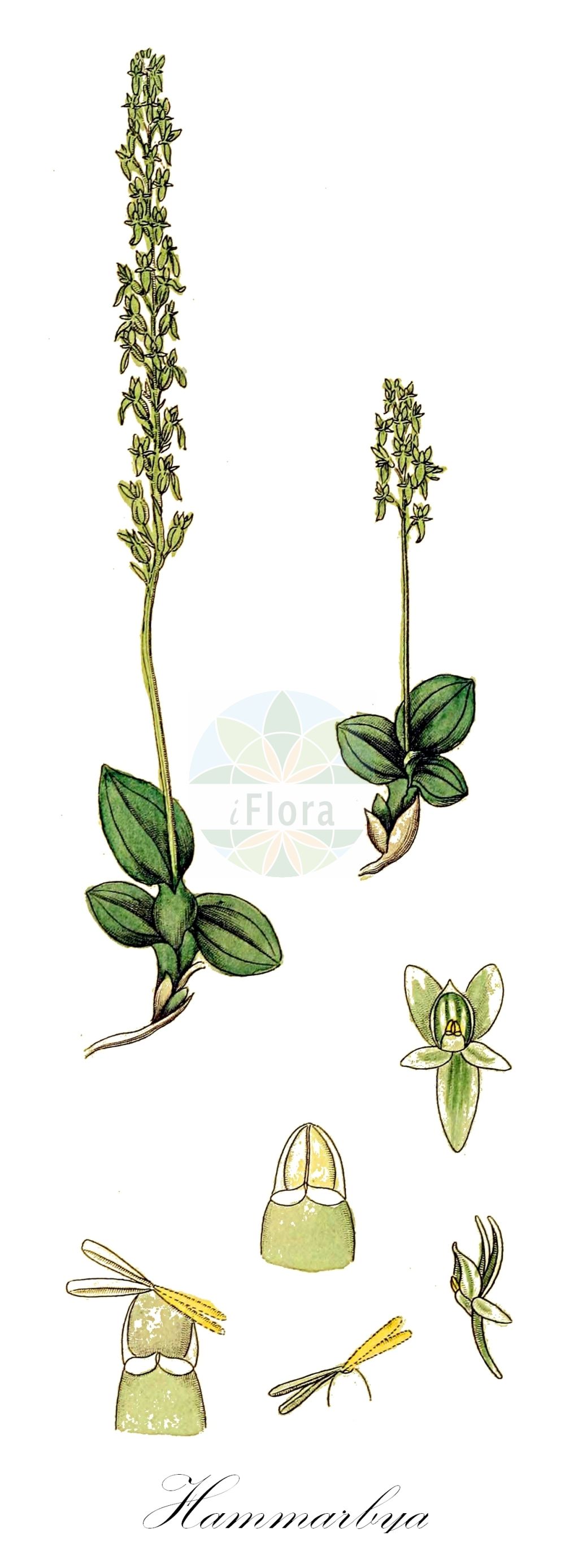 Hammarbya paludosa - Orchidaceae,Plantae,Pteridobiotina,Angiosperms,Asparagales,Orchidaceae,Hammarbya,Hammarbya paludosa,Epipactis paludosa, Hammarbya paludosa var. robusta, Malaxis paludosa, Malaxis palustris, Ophrys paludosa, Ophrys palustris, Orchis paludosa, Sturmia paludosa,Sumpf-Weichwurz;Weichwurz;Weichständel;Weichstendel;bog orchid;bog adder's-mouth;bog adder's-mouth orchid;Malaxis des marais;hammarbya des marais;malaxide des marais;malaxis à deux feuilles;Hammarbia;hammarbia delle paludi;knolletjeorchis;veenmosorchis;гаммарбия болотная;myggblomster;hjertelæbe;wątlik błotny;barjevka;tőzegorchidea;měkkyně bahenní;mäkkuša močiarna;хамарбія болотна;sookäpp;purva hamarbija;myggblom;suovalkku;pelkinė laksva
