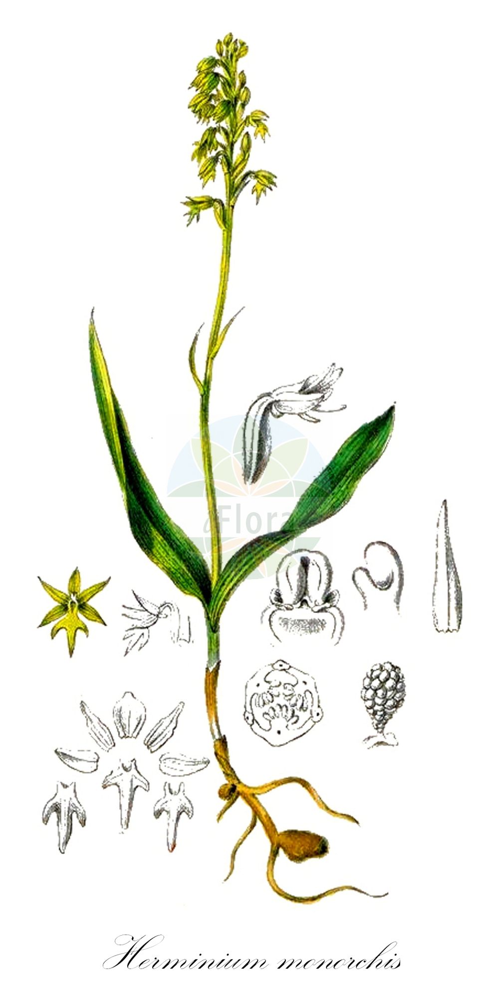 Herminium monorchis - Orchidaceae,Plantae,Pteridobiotina,Angiosperms,Asparagales,Orchidaceae,Herminium,Herminium monorchis,Arachnites monorchis, Epipactis monorchis, Herminium alaschanicum var. tanguticum, Herminium clandestinum, Herminium haridasanii, Herminium tanguticum, Monorchis herminium, Ophrys herminium, Ophrys monorchis, Ophrys triorchis, Orchis herminium, Orchis monorchis, Orchis monorchis, Satyrium monorchis,Einknollige Honigorchis;Honigorchis;Einknolle;Elfenständel;Elfenstendel;Einorchis;musk orchid;Orchis musc;Herminium à un tubercule;herminie;herminium à un bulbe;herminium clandestin;Orchide ad un bulbo;honingorchis;rechtlip;бровник одноклубневый;vrećasto mačje uho;honungsblomster;pukkellæbe;miodokwat krzyżowy;kushiro-chidori;クシロシドリ;gomoljasti grban;minka;toříček jednohlízný;trčuľa jednohľuzá;бровник однобульбовий;еднопрудков херминиум;harilik muguljuur;vienguma hermīnija;honningblom;mesikämmekkä;мачје ухо;vienagumbis medauninkas;jiǎo pán lán;角盘兰