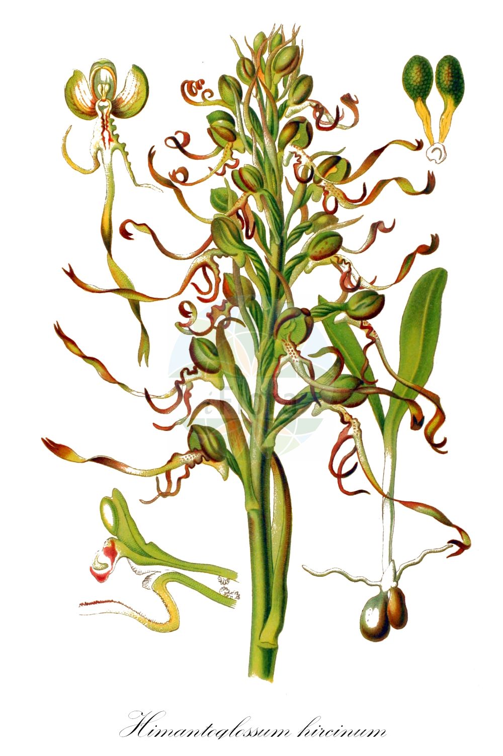 Himantoglossum hircinum - Orchidaceae,Plantae,Pteridobiotina,Angiosperms,Asparagales,Orchidaceae,Himantoglossum,Himantoglossum hircinum,Aceras hircinum, Aceras hircinum var. calamistratum, Aceras hircinum var. divergens, Aceras hircinum var. forcipula, Aceras hircinum var. platyglossa, Aceras hircinum var. thuringiacum, Himantoglossum hircinum f. acutum, Himantoglossum hircinum f. brevibracteatum, Himantoglossum hircinum f. brevilaciniatum, Himantoglossum hircinum f. calamistratum, Himantoglossum hircinum f. coloriglossum, Himantoglossum hircinum f. comosum, Himantoglossum hircinum f. divergens, Himantoglossum hircinum f. forcipula, Himantoglossum hircinum f. latisectum, Himantoglossum hircinum f. laxiflorum, Himantoglossum hircinum f. longelaciniatum, Himantoglossum hircinum f. purpureum, Himantoglossum hircinum f. thuringiacum, Himantoglossum hircinum lus. albidum, Himantoglossum hircinum lus. inodorum, Himantoglossum hircinum lus. viridans, Himantoglossum hircinum var. aestivalis, Himantoglossum hircinum var. altum, Himantoglossum hircinum var. bracteatum, Himantoglossum hircinum var. comosum, Himantoglossum hircinum var. confusum, Himantoglossum hircinum var. hircinum, Himantoglossum hircinum var. hirsutum, Himantoglossum hircinum var. minusculum, Himantoglossum hircinum var. obtusum, Himantoglossum hircinum var. pendulum, Himantoglossum hircinum var. praealtum, Himantoglossum hircinum var. pullum, Himantoglossum hircinum var. viride, Loroglossum hircinum, Loroglossum hircinum f. calamistratum, Loroglossum hircinum f. divergens, Loroglossum hircinum f. forcipula, Loroglossum hircinum var. minor, Loroglossum hircinum var. platyglossum, Loroglossum hircinum var. thuringiacum, Orchis hircina, Satyrium hircinum,Bocks-Riemenzunge;Riemenzunge;Bocksorchis;lizard orchid;orchis bouc;Orchis à odeur de bouc;bouquin;cornes de bouc;himantoglosse à odeur de bouc;loroglosse;loroglosse à odeur de bouc;orchis bouc;satyre fétide;orquídea barbada;orquídea hedionda;satirión barbado;Barbone;imantoglosso caprino;bokkenorchis;ремнелепестник козий;ремнелепестник козлиный;himantoglos;orquis hircí;smrdljiva kukavica;bakbűzű sallangvirág;mediterrán sallangvirág;jazýček kozlí;jazýčkovec;еднопрудков херминиум;смичак