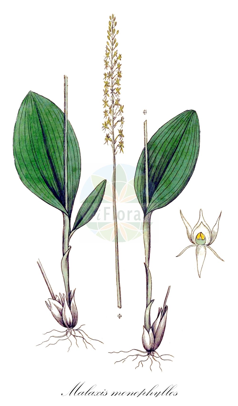 Malaxis monophyllos - Orchidaceae,Plantae,Pteridobiotina,Angiosperms,Asparagales,Orchidaceae,Malaxis,Malaxis monophyllos,Achroanthes monophylla, Achroanthes monophylla f. diphyllos, Achroanthes monophyllos, Epipactis monophylla, Leptorchis japonica, Malaxis monophyllos f. monophyllos, Microstylis diphyllos, Microstylis monophyllos, Microstylis monophyllos, Ophrys monophyllos,Kleinblütiges Einblatt;Zartes Einblatt;Einblattorchis;Kleingriffel;Einblatt;white adder's mouth;single-leaved bog orchid;Malaxis à une feuille;microstyle à une feuille;Microstile;malaxis a una foglia;eenblad;мякотница однолистная;стагачка однолистная;jednolisna mekača;knottblomster;wyblin jednolistny;enolistna plevka;egylevelű lágyvirág;měkčilka jednolistá;trčníček jednolistý;малаксис однолистий;soovalk;vienlapainā sūnene;knottblom;sääskenvalkku;vienalapis gedutis;yuán zhǎo lán;原沼兰