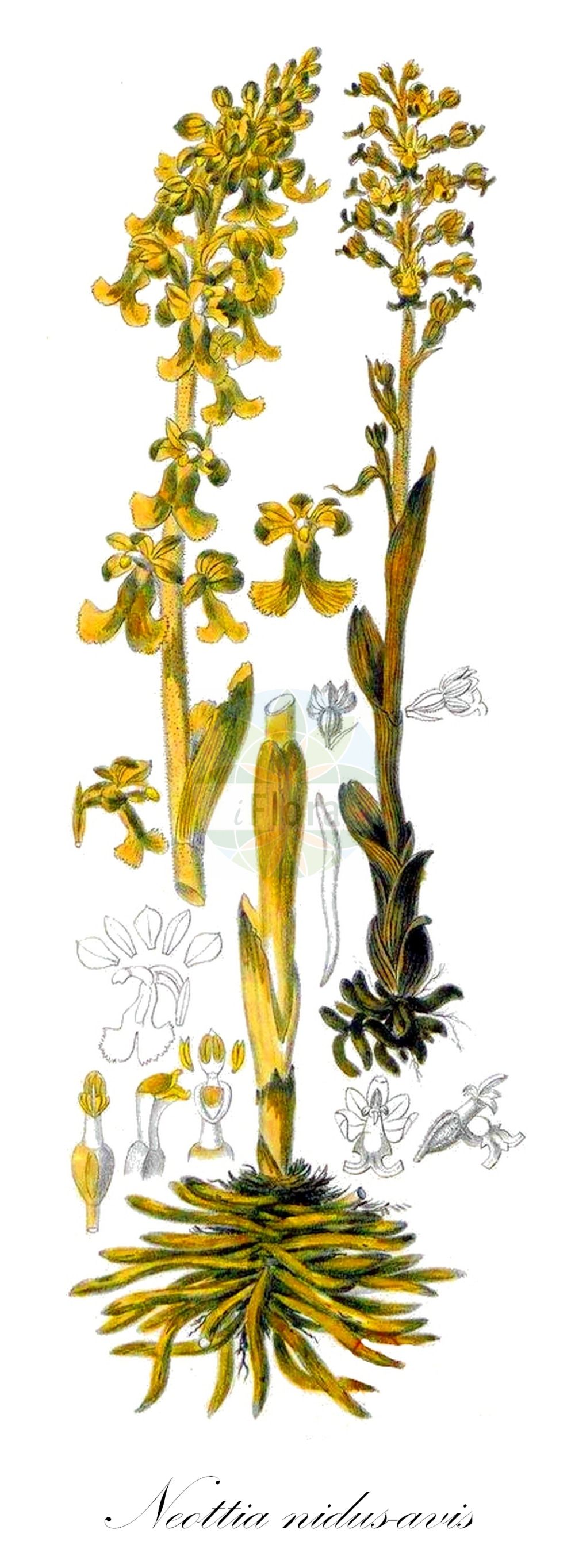 Neottia nidus-avis - Orchidaceae,Plantae,Pteridobiotina,Angiosperms,Asparagales,Orchidaceae,Neottia,Neottia nidus-avis,Distomaea nidus-avis, Epipactis nidus-avis, Helleborine nidus-avis, Helleborine succulenta, Listera nidus-avis, Listera nidus-avis, Malaxis nidus-avis, Neottia macrostelis, Neottia nidus-avis f. brachystelis, Neottia nidus-avis f. brunnea, Neottia nidus-avis f. dilatata, Neottia nidus-avis f. glandulosa, Neottia nidus-avis f. glandulosa, Neottia nidus-avis f. macrostelis, Neottia nidus-avis f. micrantha, Neottia nidus-avis f. nivea, Neottia nidus-avis f. pallida, Neottia nidus-avis f. sulphurea, Neottia nidus-avis lus. nivea, Neottia nidus-avis lus. pallida, Neottia nidus-avis lus. sulphurea, Neottia nidusavis var. nivea, Neottia nidusavis var. pallida, Neottia orobanchoidea, Neottia squamosa, Neottidium nidus-avis, Ophrys nidus-avis, Serapias nidus-avis,Vogel-Nestwurz;Nestwurz;Vogelnestwurz;bird's-nest orchid;mycoheterotrophic orchid;Néottie nid d'oiseau;néottie nid-d'oiseau;nid d'oiseau;nido de ave;nido de pájaro;orquídea nido de pájaro;Nido d'uccello;vogelnestje;vogelnestorchis;настоящая гнездовка;гнездовка настоящая;гнездовка обыкновенная;çalı salebi;neoti;šumska kokoška;nästrot;rederod;gnieżnik leśny;サカネラン;sakane-ran;rjava gnezdovnica;madárfészek;hlístník hnízdák;trânji;hniezdovka hlístová;гніздівка звичайна;истинска гнездица;птиче гнездо;pruunikas pesajuur;parastā ligzdene;fuglereir;pesäjuuri;гнездовица;rusvoji lizduolė