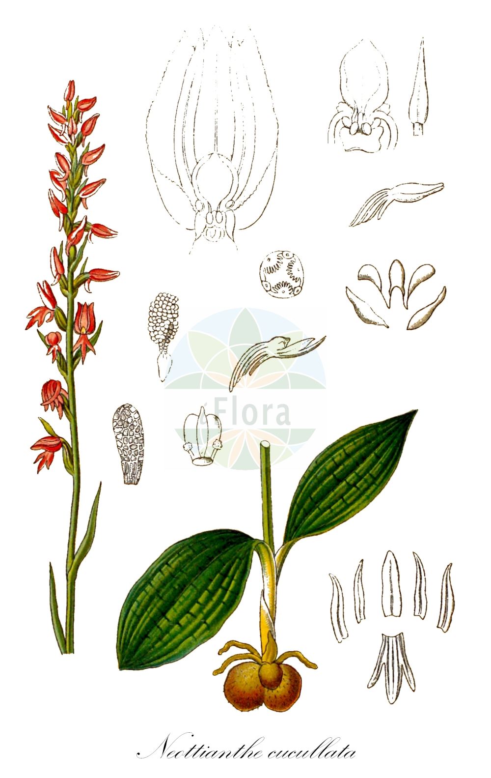 Hemipilia cucullata - Orchidaceae,Plantae,Pteridobiotina,Angiosperms,Asparagales,Orchidaceae,Hemipilia,Hemipilia cucullata,Coeloglossum alpinum, Coeloglossum purpureum, Gymnadenia cucullata, Gymnadenia cucullata subsp. purpurea, Gymnadenia cucullata var. maculata, Gymnadenia cucullata var. variegata, Gymnadenia monophylla, Gymnadenia pseudodiphylax, Gymnadenia scabrilinguis, Habenaria cucullata, Himantoglossum cucullatum, Neottianthe angustifolia, Neottianthe cucullata, Neottianthe cucullata f. albiflora, Neottianthe cucullata f. maculata, Neottianthe cucullata f. variegata, Neottianthe maculata, Neottianthe monophylla, Neottianthe pseudodiphylax, Neottianthe pseudodiphylax var. monophylla, Orchis cucullata, Peristylus purpureus, Ponerorchis cucullata,Kapuzenorchis;Kapuzen-Nacktdrüse