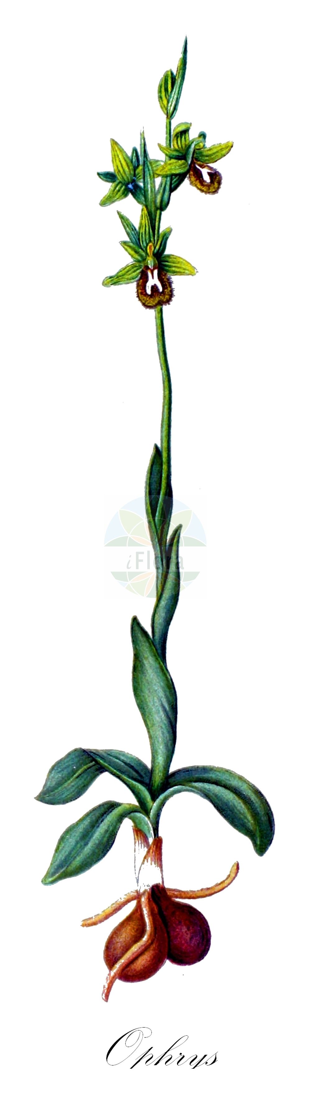 Ophrys sphegodes subsp. araneola - Orchidaceae,Plantae,Pteridobiotina,Angiosperms,Asparagales,Orchidaceae,Ophrys,Ophrys sphegodes,Ophrys sphegodes subsp. araneola,Ophrys araneola, Ophrys araneola subsp. argentaria, Ophrys araneola subsp. ausonia, Ophrys araneola subsp. illyrica, Ophrys araneola subsp. incantata, Ophrys araneola subsp. quadriloba, Ophrys araneola subsp. tommasinii, Ophrys araneola subsp. virescens, Ophrys araneola var. argentaria, Ophrys araneola var. virescens, Ophrys aranifera f. alsatica, Ophrys aranifera prol. litigiosa, Ophrys aranifera subsp. araneola, Ophrys aranifera subsp. litigiosa, Ophrys aranifera subsp. litigiosa, Ophrys aranifera subsp. massiliensis, Ophrys aranifera subsp. tommasinii, Ophrys aranifera var. araneola, Ophrys aranifera var. araneola, Ophrys aranifera var. pseudospeculum, Ophrys aranifera var. quadriloba, Ophrys aranifera var. tommasinii, Ophrys aranifera var. tommasinii, Ophrys aranifera var. virescens, Ophrys argensonensis, Ophrys argentaria, Ophrys ausonia, Ophrys illyrica, Ophrys incantata, Ophrys insectifera var. virescens, Ophrys kallaikia, Ophrys litigiosa, Ophrys maritima, Ophrys massiliensis, Ophrys metaurensis, Ophrys olonae, Ophrys pseudospeculum var. araneola, Ophrys quadriloba, Ophrys riojana, Ophrys sphegodes subsp. argensonensis, Ophrys sphegodes subsp. argentaria, Ophrys sphegodes subsp. ausonia, Ophrys sphegodes subsp. litigiosa, Ophrys sphegodes subsp. maritima, Ophrys sphegodes subsp. massiliensis, Ophrys sphegodes subsp. pseudospeculum, Ophrys sphegodes subsp. riojana, Ophrys sphegodes subsp. tommasinii, Ophrys sphegodes var. araneola, Ophrys sphegodes var. argentaria, Ophrys sphegodes var. pseudospeculum, Ophrys suboccidentalis, Ophrys suboccidentalis subsp. olonae, Ophrys tommasinii, Ophrys tommasinii subsp. araneola, Ophrys tommasinii subsp. litigiosa, Ophrys virescens,Kleine Spinnen-Ragwurz;early spider orchid;Ophrys araignée précoce;ophrys d'Argenson;ophrys litigieux;ophrys petite araignée;ofride di Tommasini;ofride piccolo ragno;vroege spinnenophrys;ofris