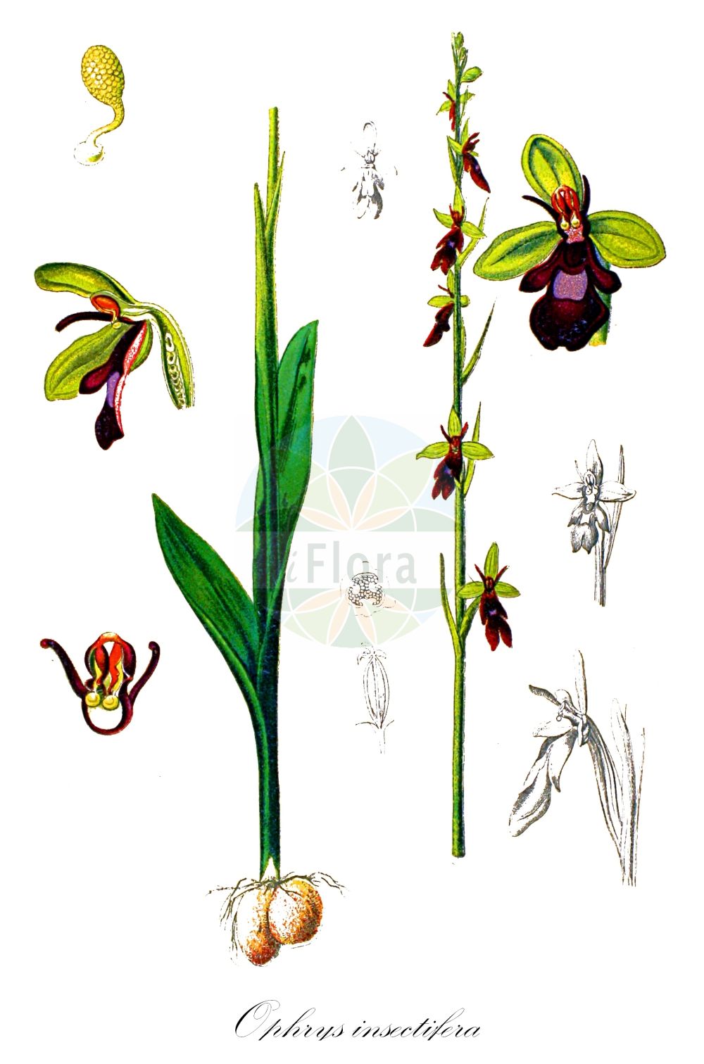 Ophrys insectifera - Orchidaceae,Plantae,Pteridobiotina,Angiosperms,Asparagales,Orchidaceae,Ophrys,Ophrys insectifera,Ophrys muscifera f. apiculata, Orchis insectifera,Fliegen-Ragwurz;Mückenständel;fly orchid;Ophrys mouche;abejita;moscas;mosquera;Ofride insettifera;ofride fior di mosca;pecchie;spiegelophrys;vliegenorchis;офрис насекомоносная;ofris;mosquera;flugblomster;flueblomst;dwulistnik muszy;muholiko mačje uho;légybangó;tořič hmyzonosný;hmyzovník muchovitý;офрис комахоносна;kärbesõis;mušu ofrīda;flugeblom;kimalaisorho;musinis ofris